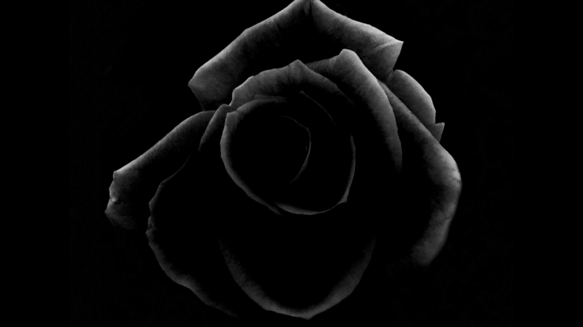 Black rose flower HD Wallpaper