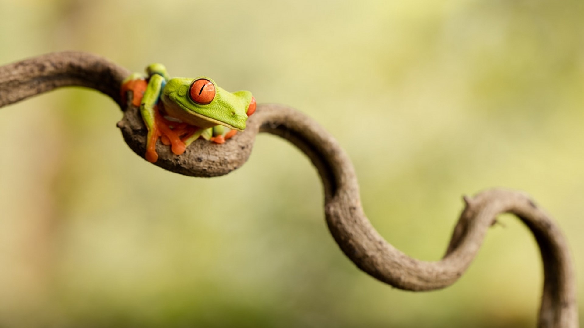 Red-eyed tree frog on a branch HD Wallpaper