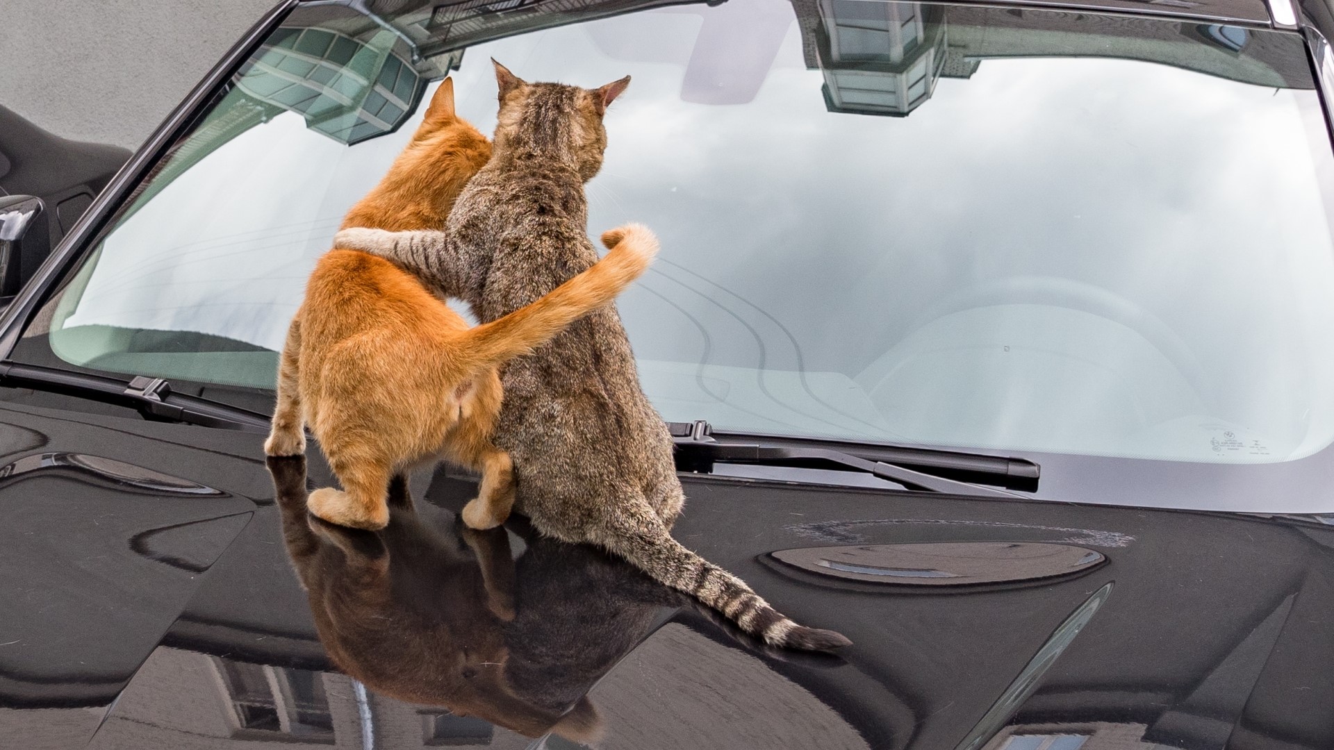 Two cats hugging on a car hood HD Wallpaper