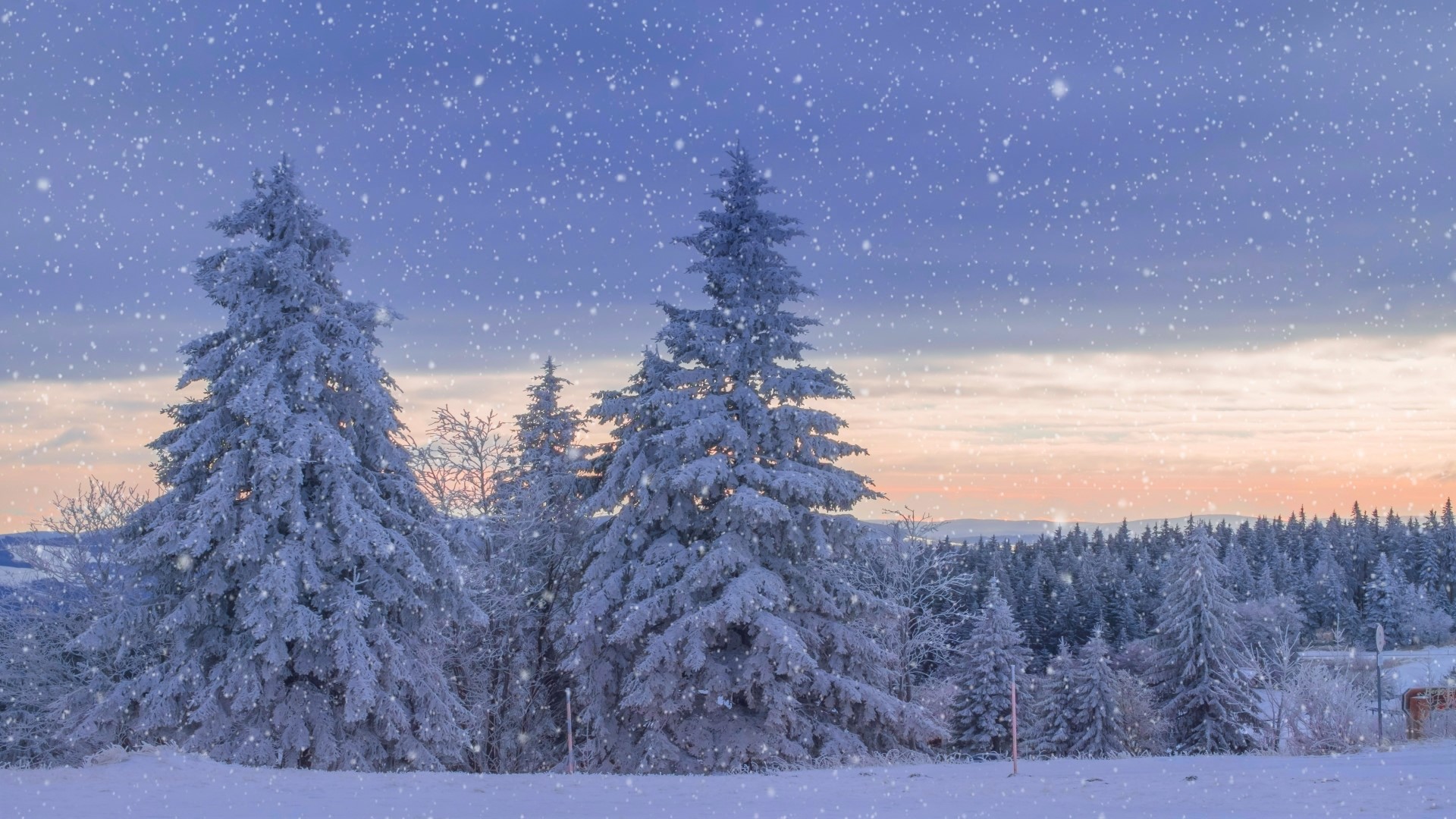 Snowy Pine Trees in Winter Landscape HD Wallpaper