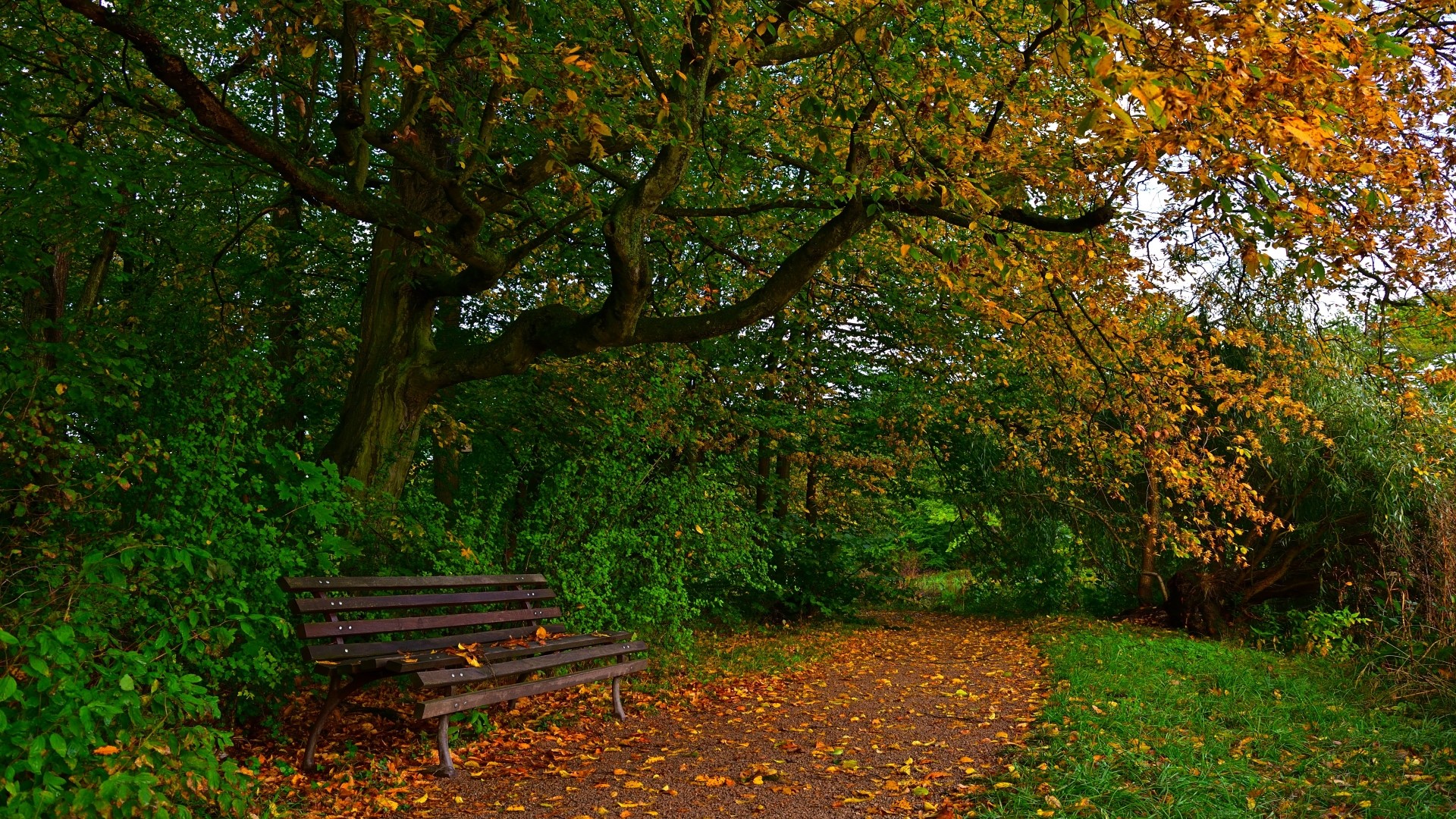 Park bench on a path in autumn HD Wallpaper