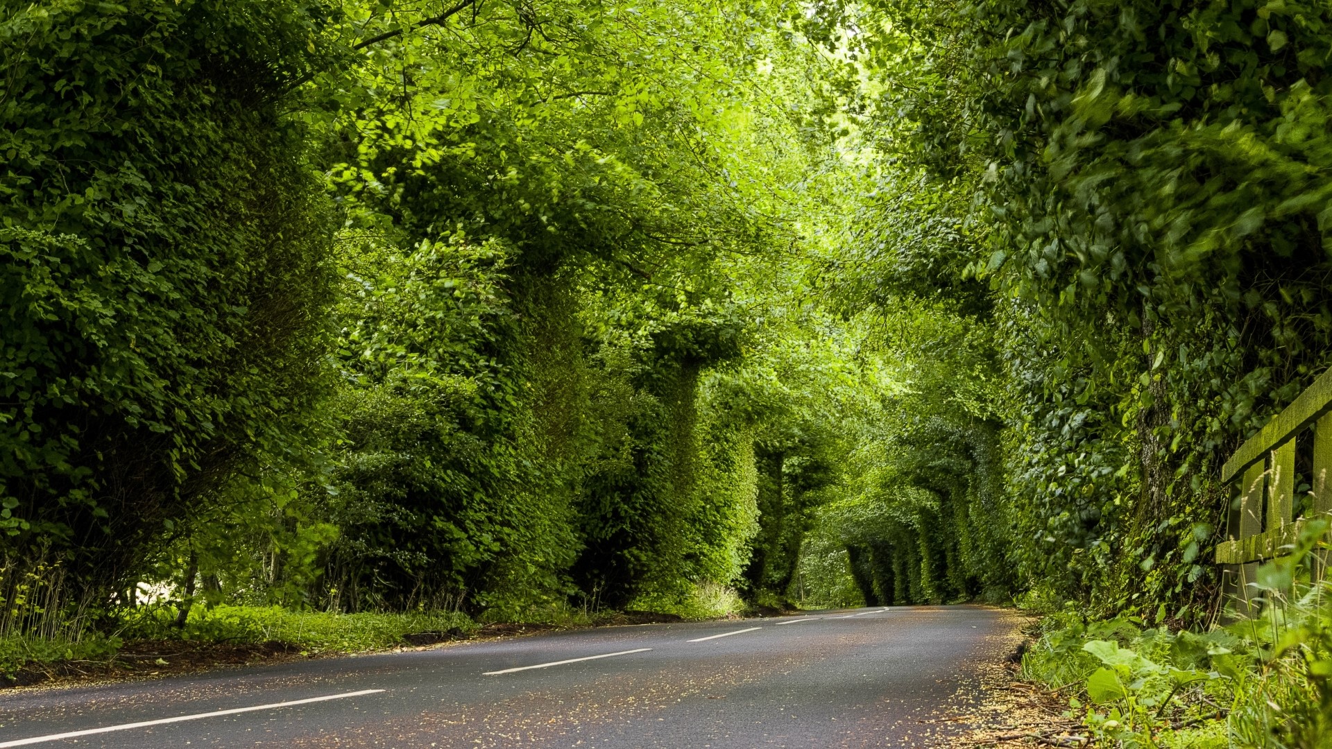 Road through a green tree tunnel HD Wallpaper