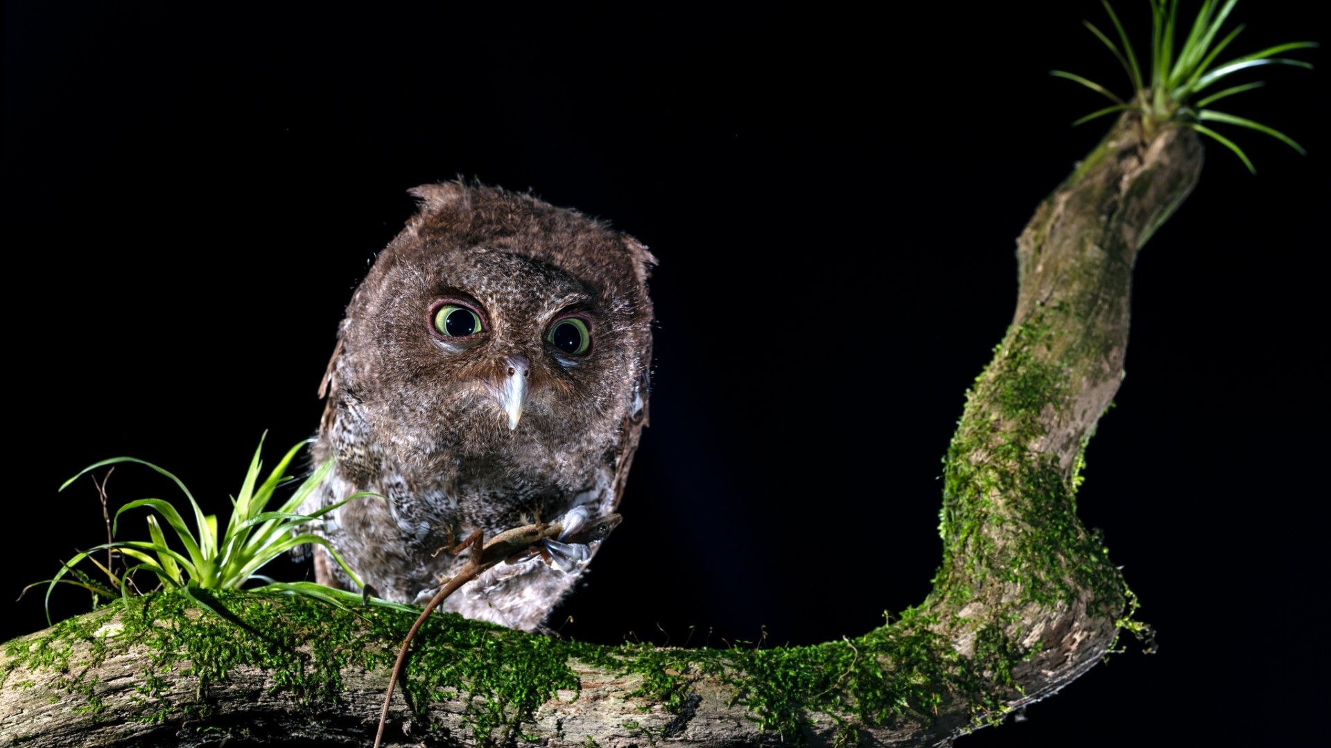 Owl perched on a mossy branch at night HD Wallpaper