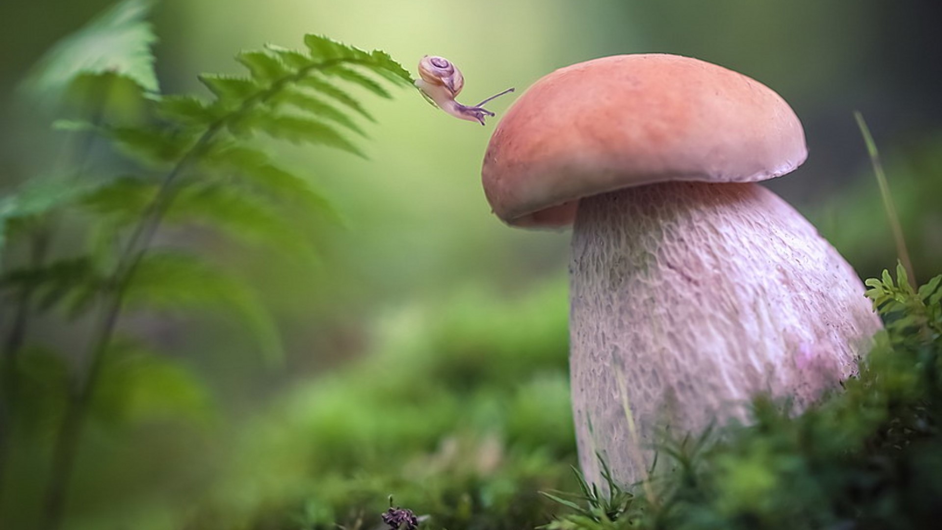 Snail on a fern near a mushroom HD Wallpaper