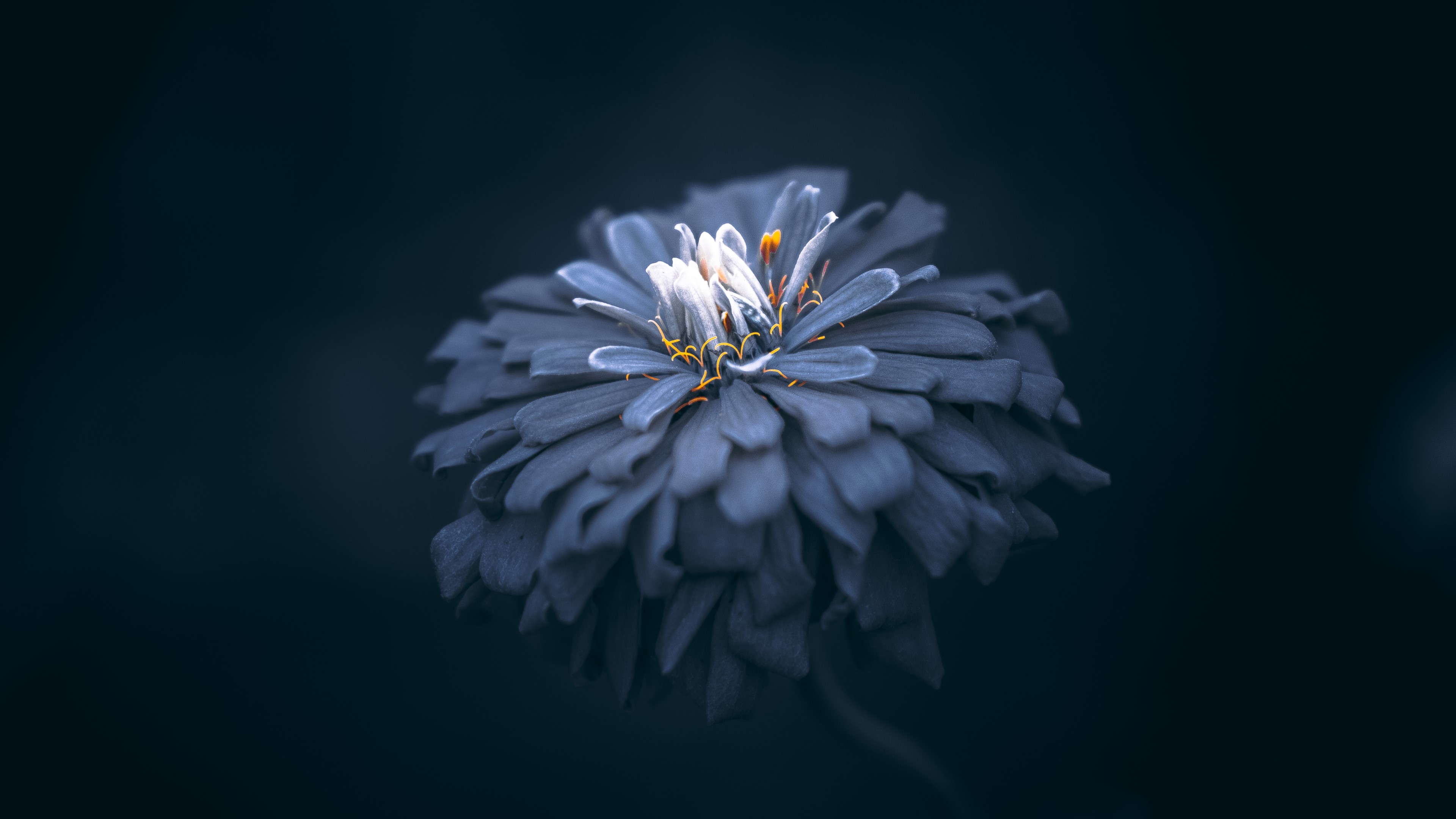Flower HD Wallpaper