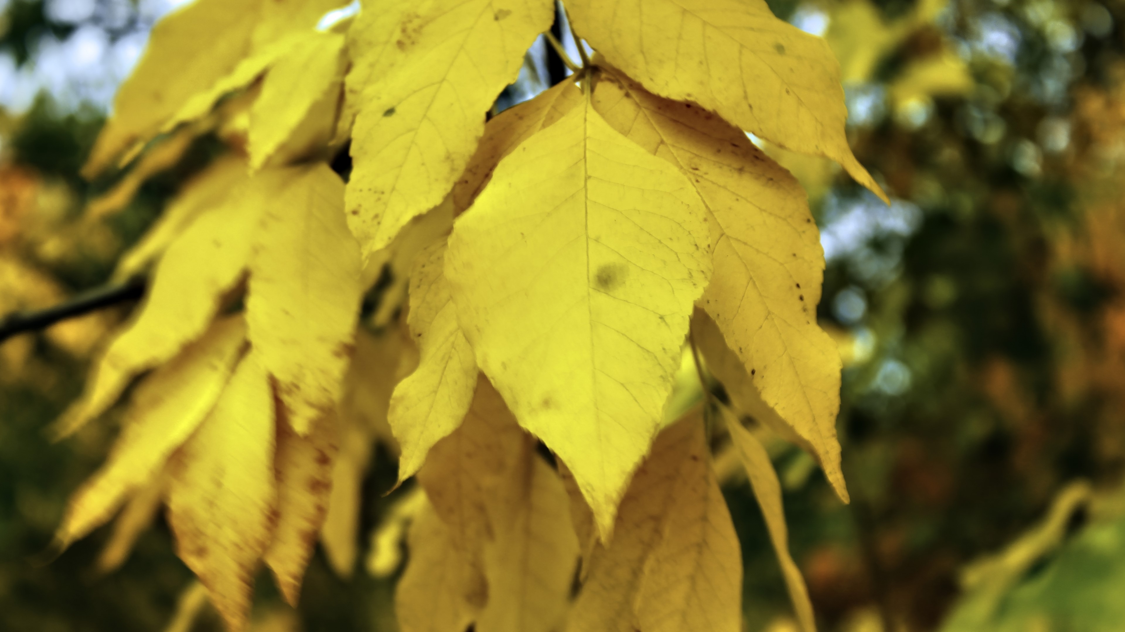 Yellow Autumn Leaves on a Branch HD Wallpaper