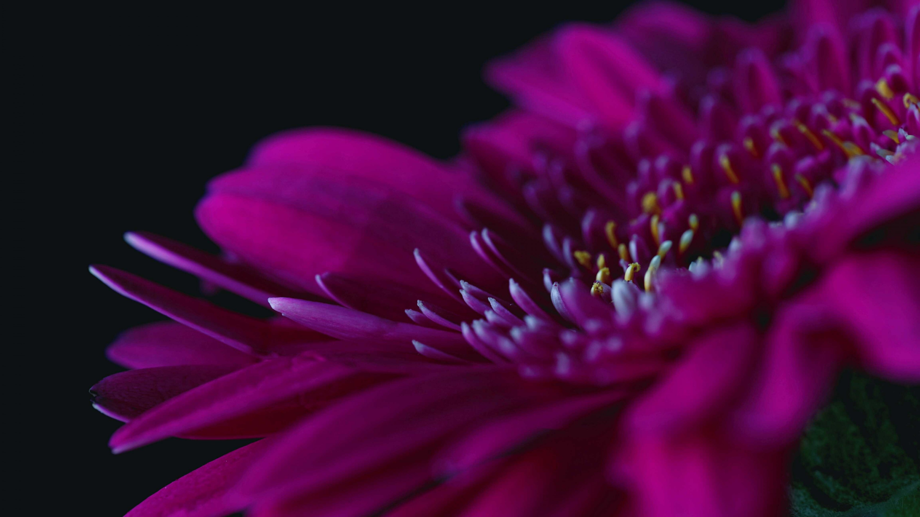 4K Gerbera flower macro shot HD Wallpaper