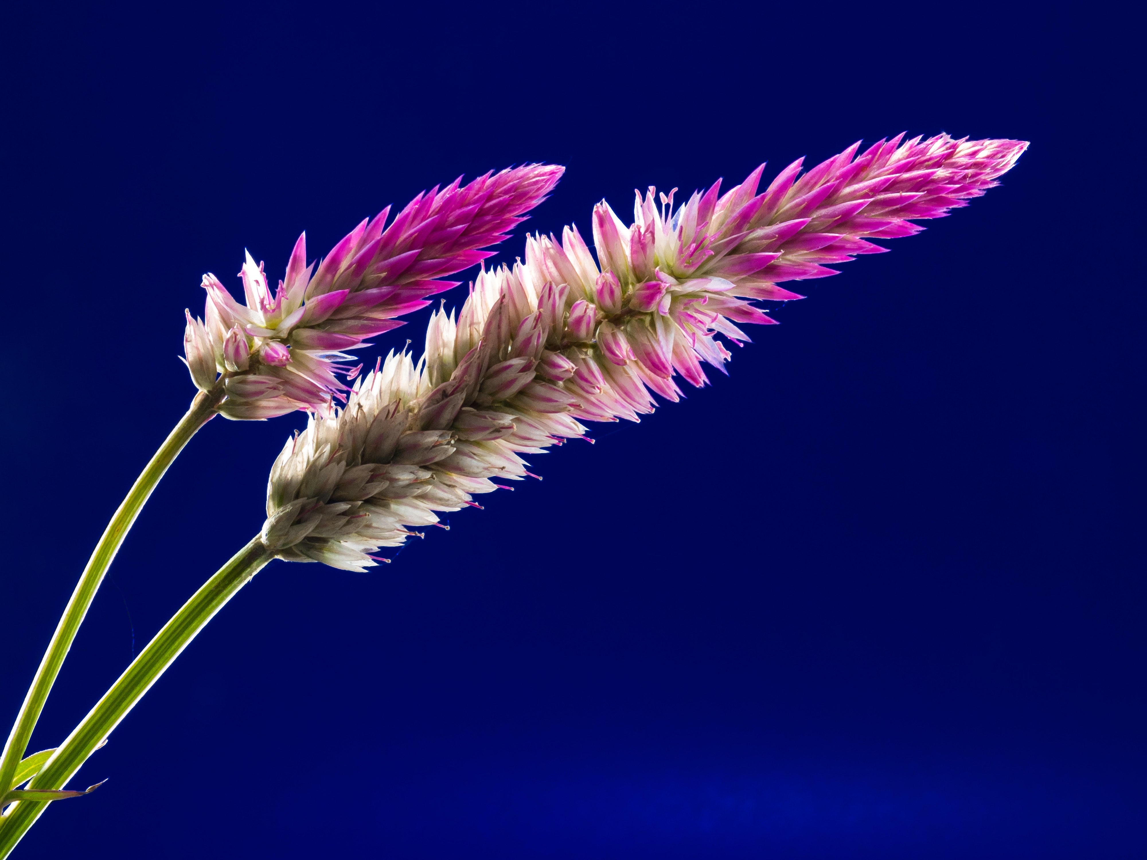 Pink and White Celosia Flowers on Blue Background 4K HD Wallpaper