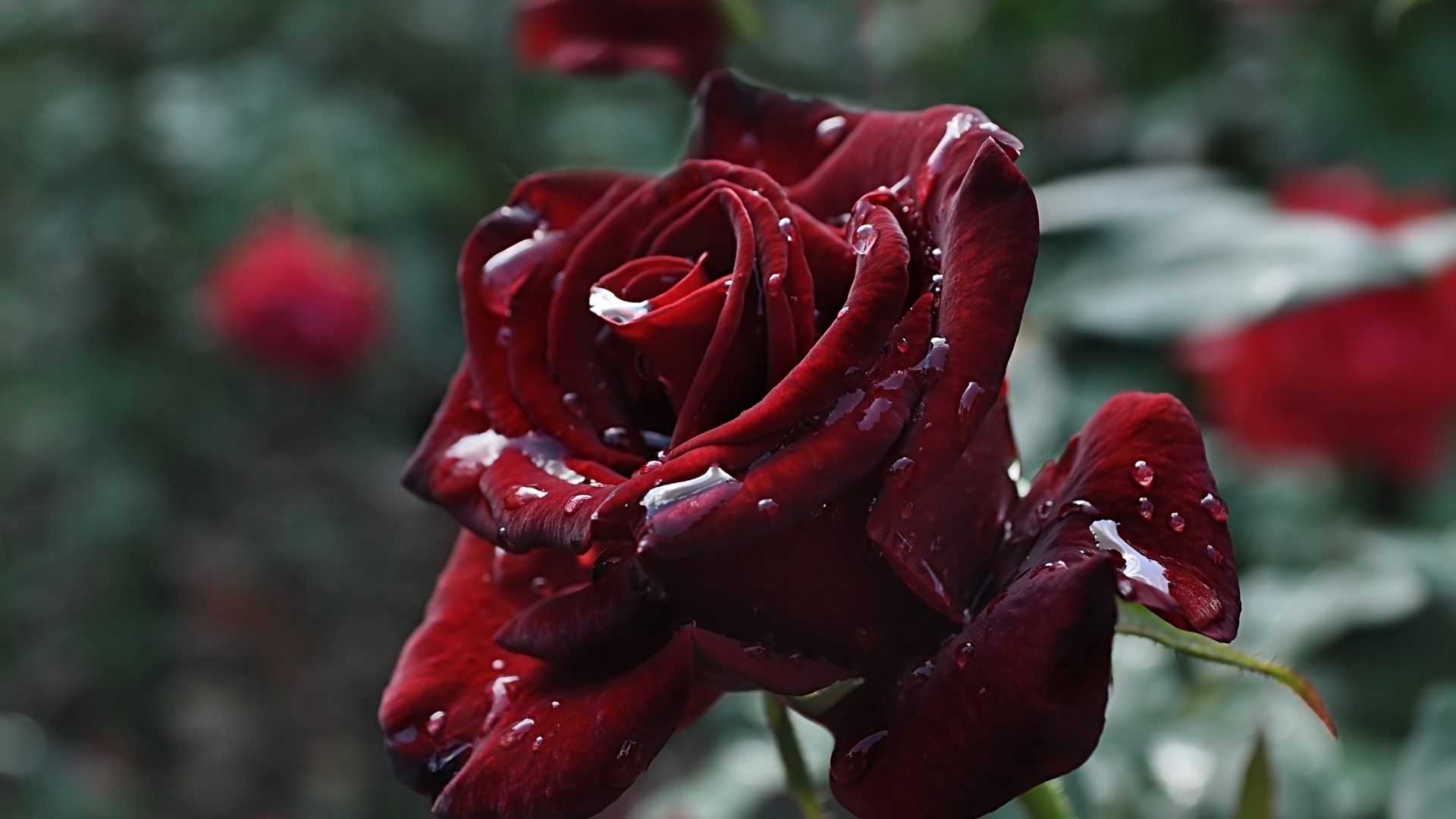 Close-up of a dark red rose with water droplets HD Wallpaper