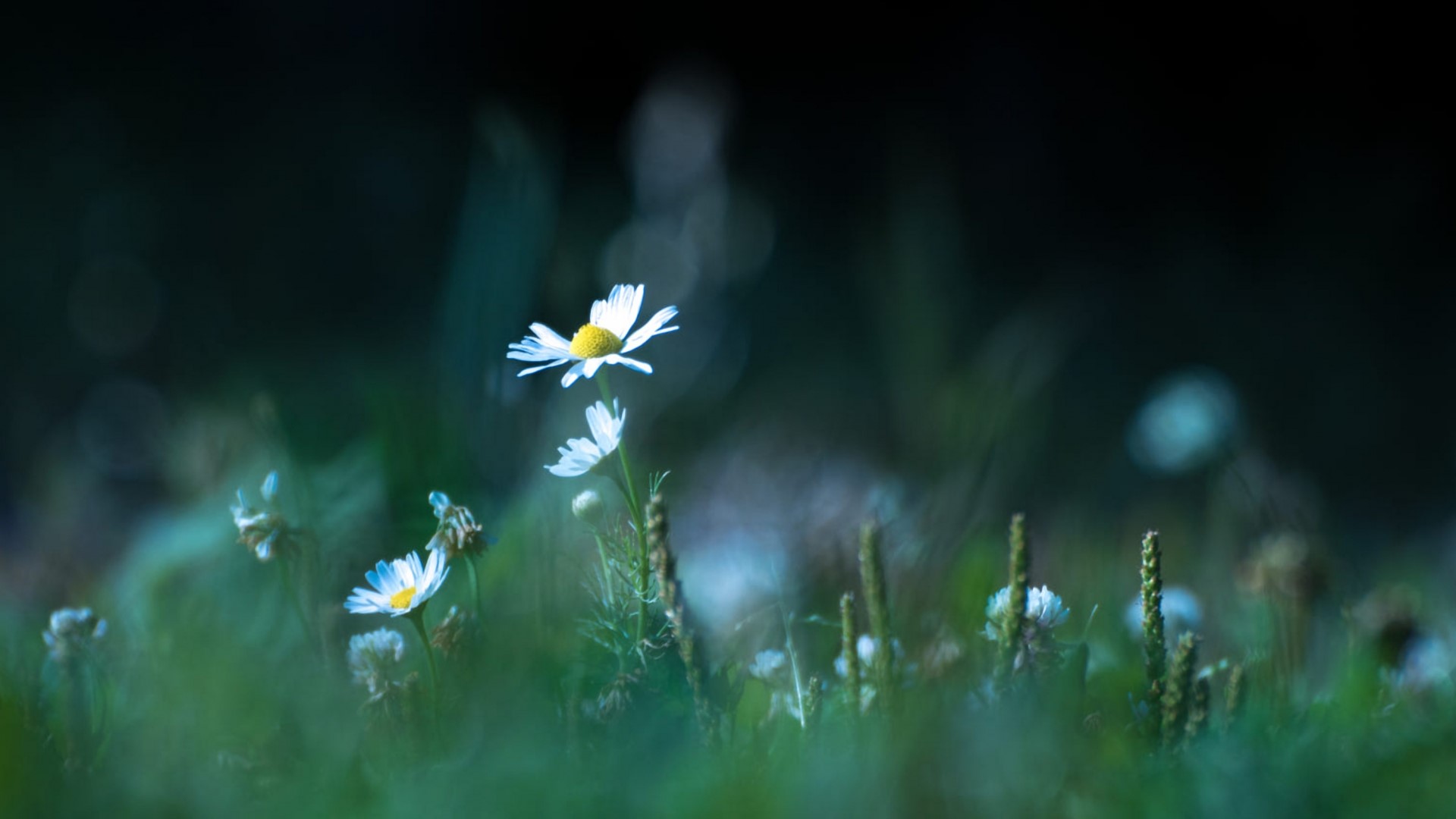 Chamomile flowers in a field HD Wallpaper