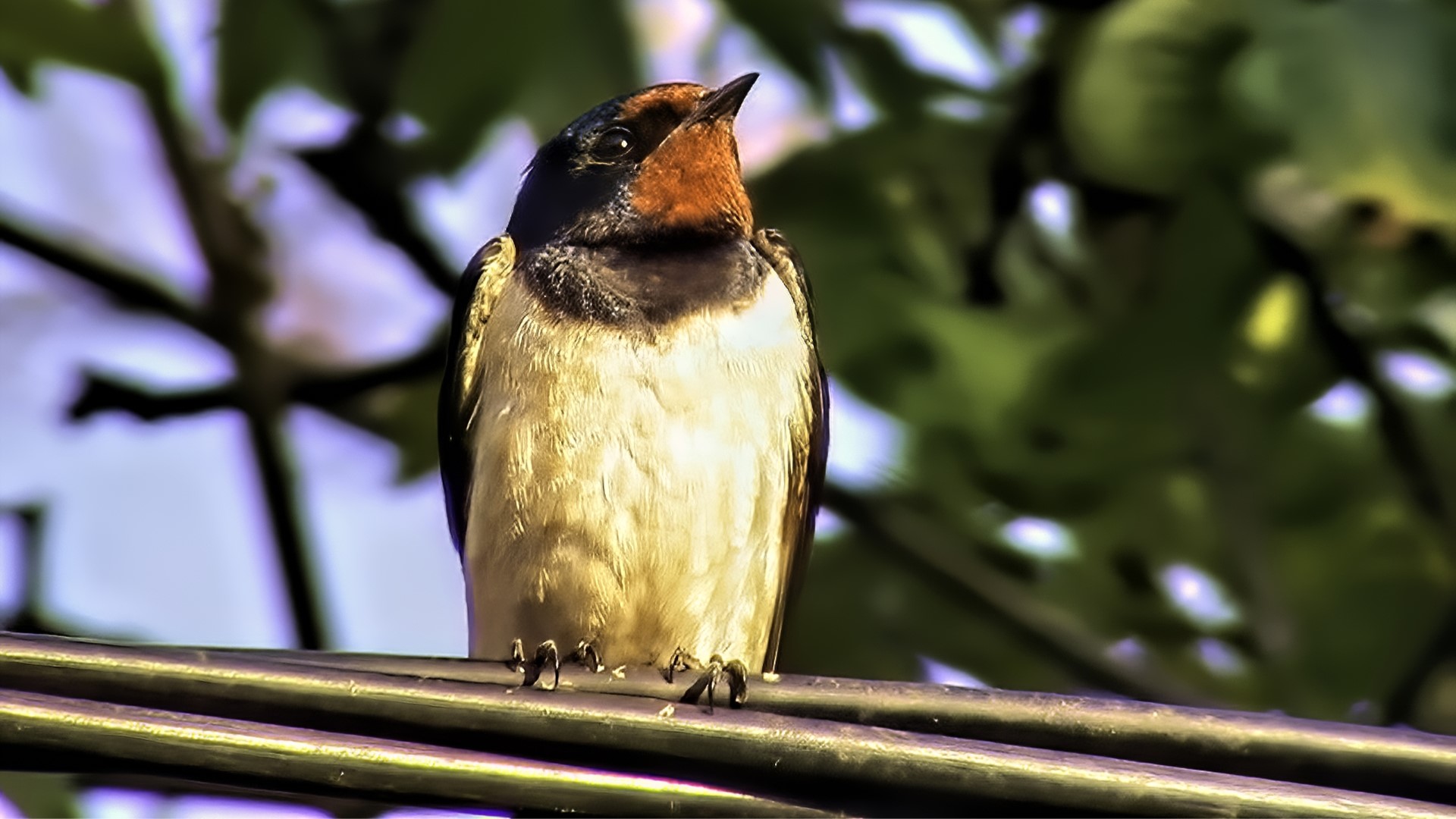 Barn Swallow perched on wires HD Wallpaper