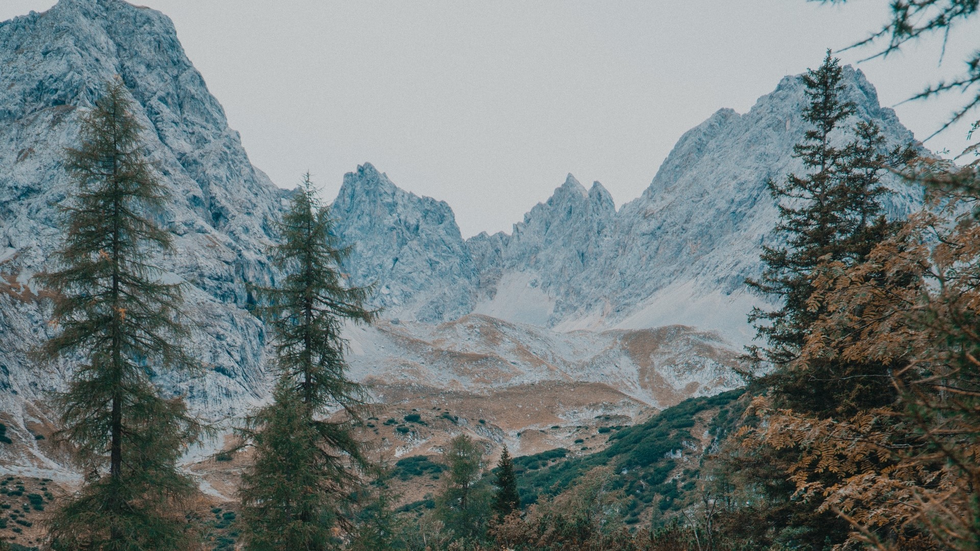 Snow-capped mountains with pine trees in the foreground HD Wallpaper