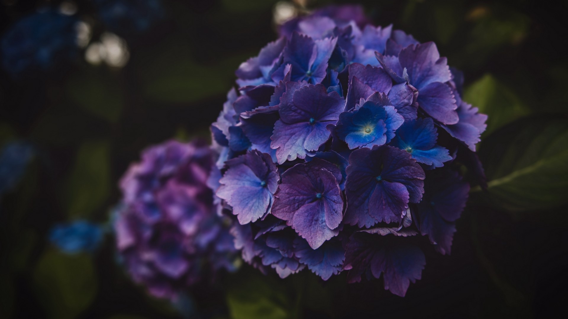 Close-up of purple and blue hydrangeas HD Wallpaper