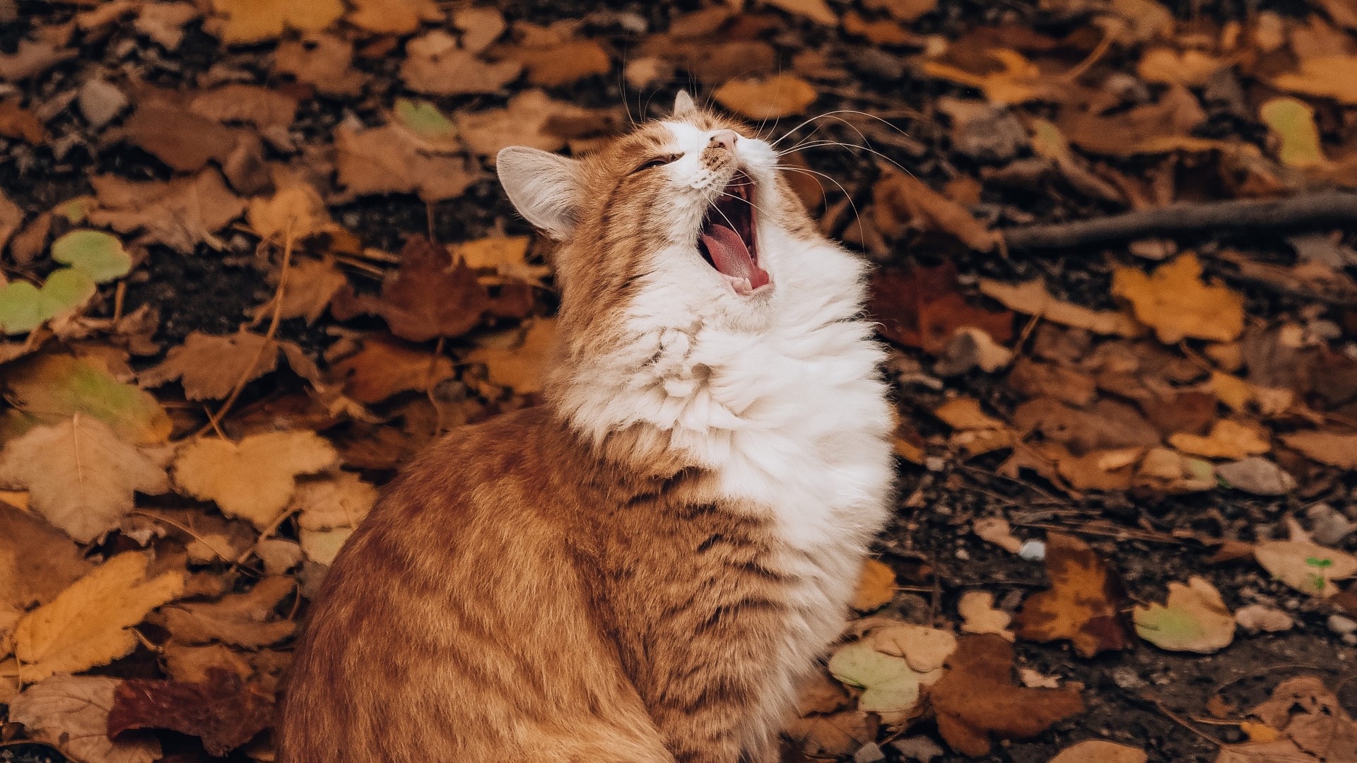 Orange tabby cat yawning outdoors HD Wallpaper