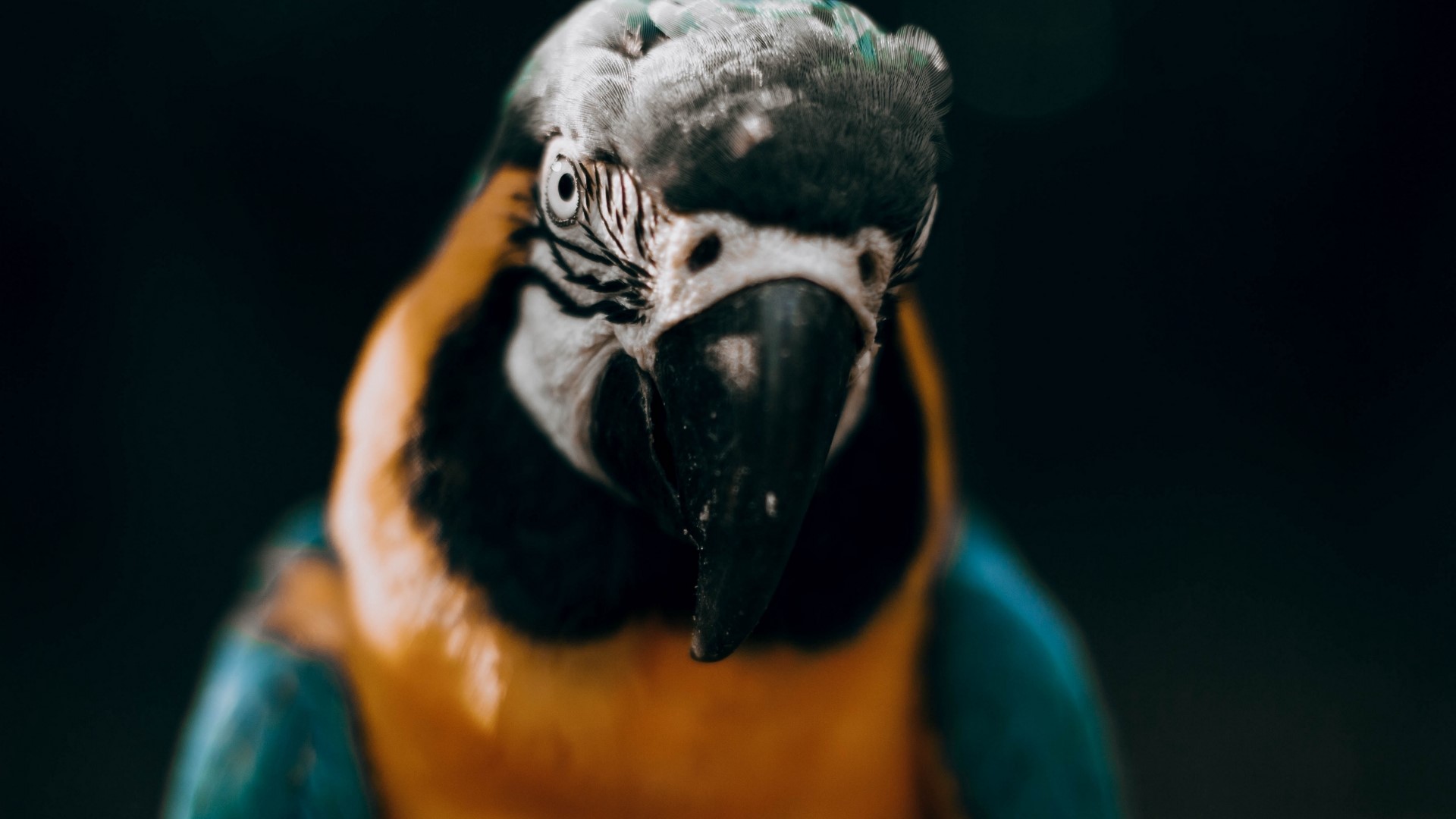 Close-up of a Blue-and-Yellow Macaw Parrot HD Wallpaper