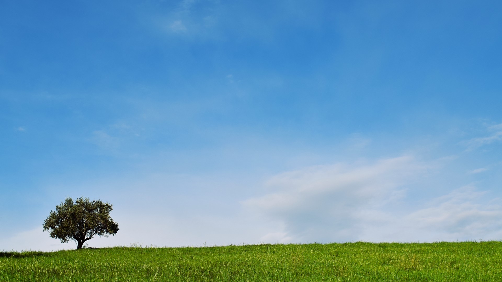 A lone tree on a green hill under a blue sky HD Wallpaper