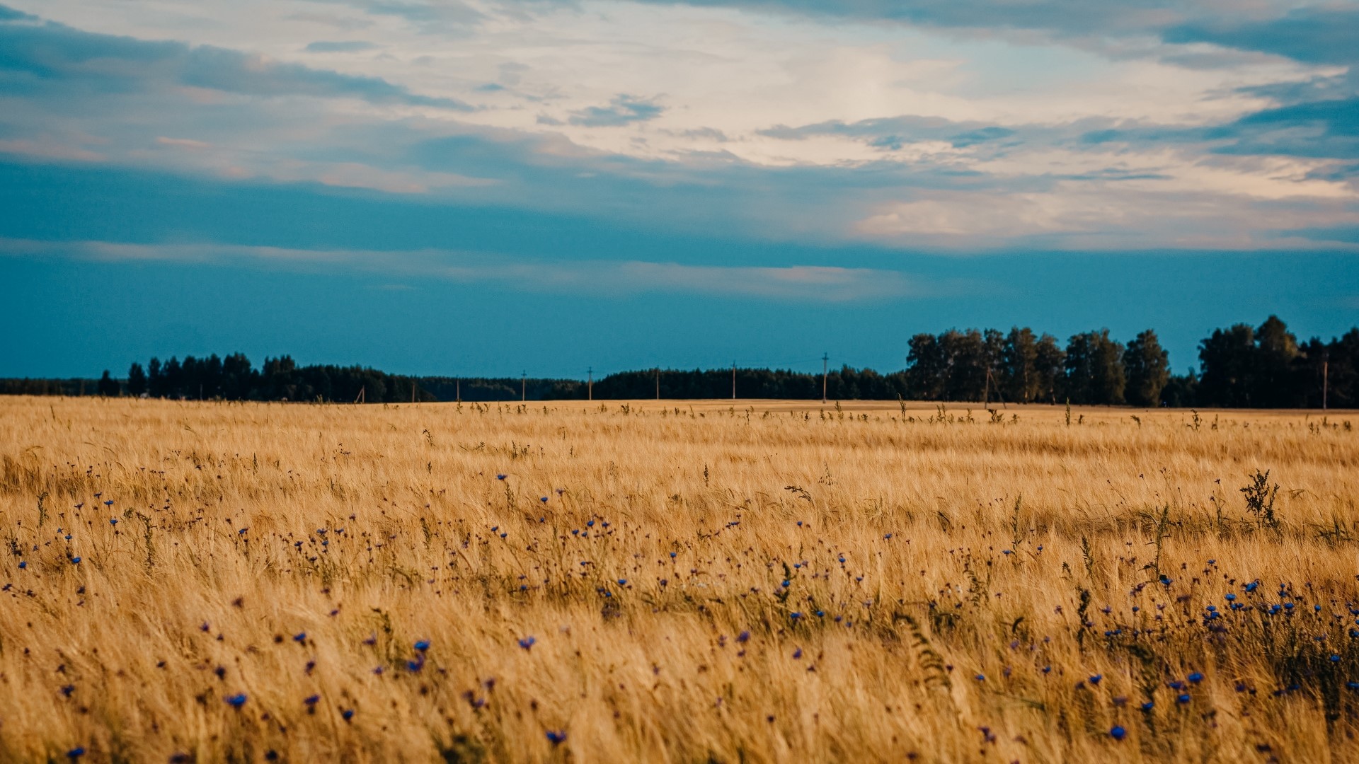 Field of wheat with blue flowers and trees HD Wallpaper