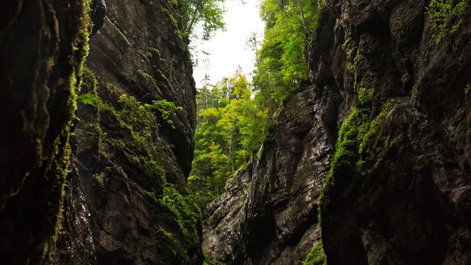 Gorge with mossy rocks and trees HD Wallpaper