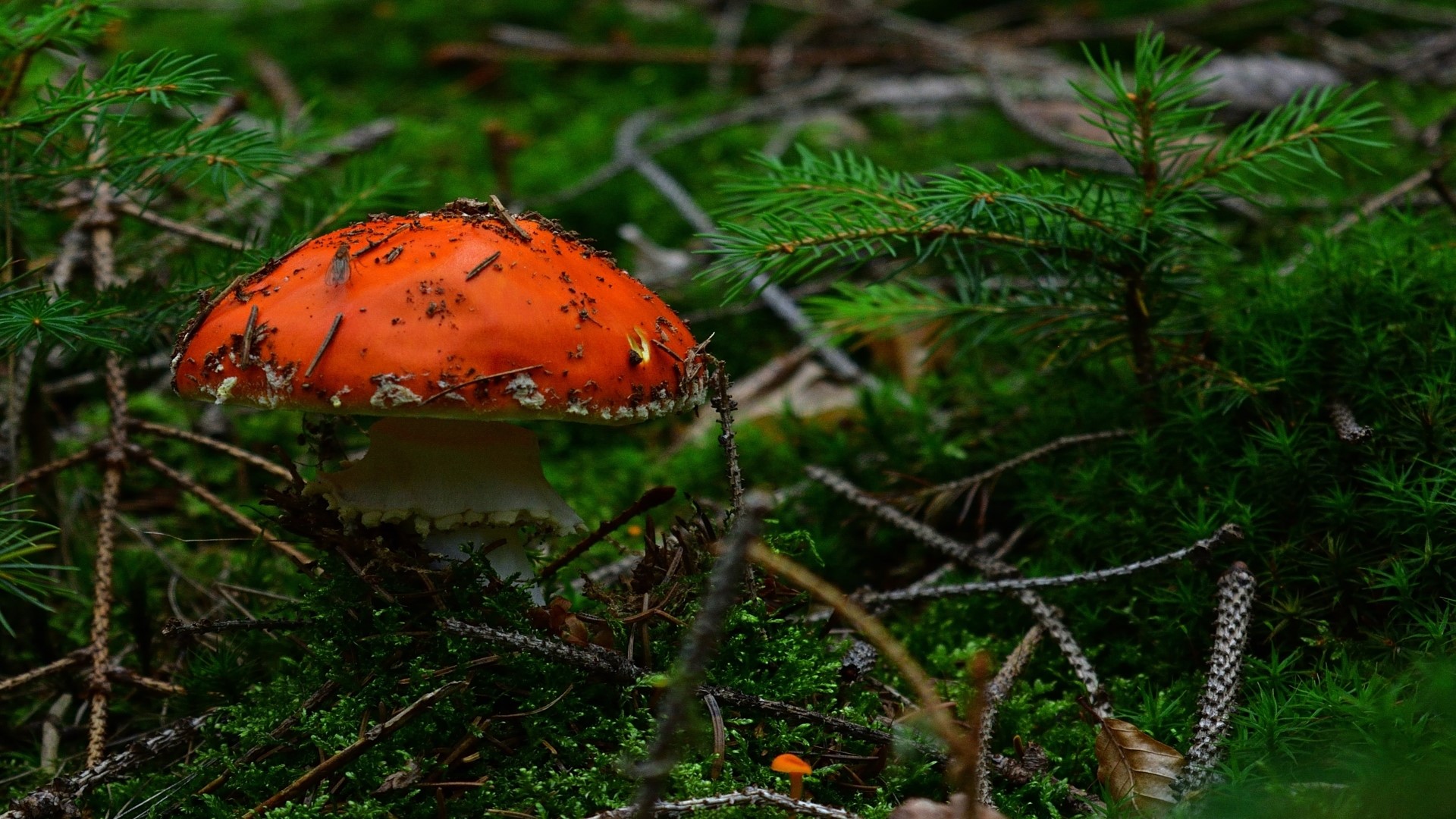 Fly agaric mushroom in a forest HD Wallpaper