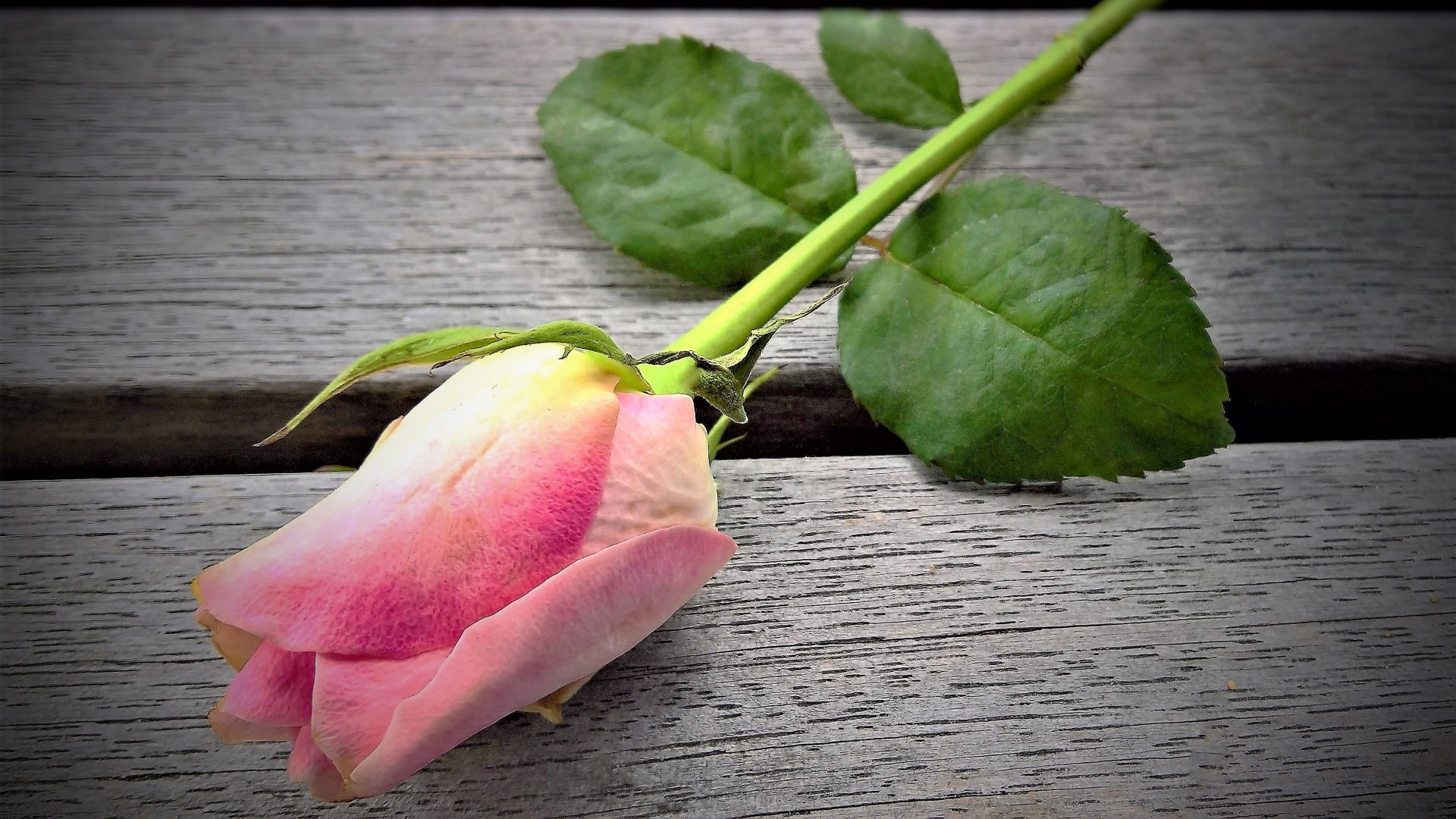 Pink and white rose on wooden planks HD Wallpaper