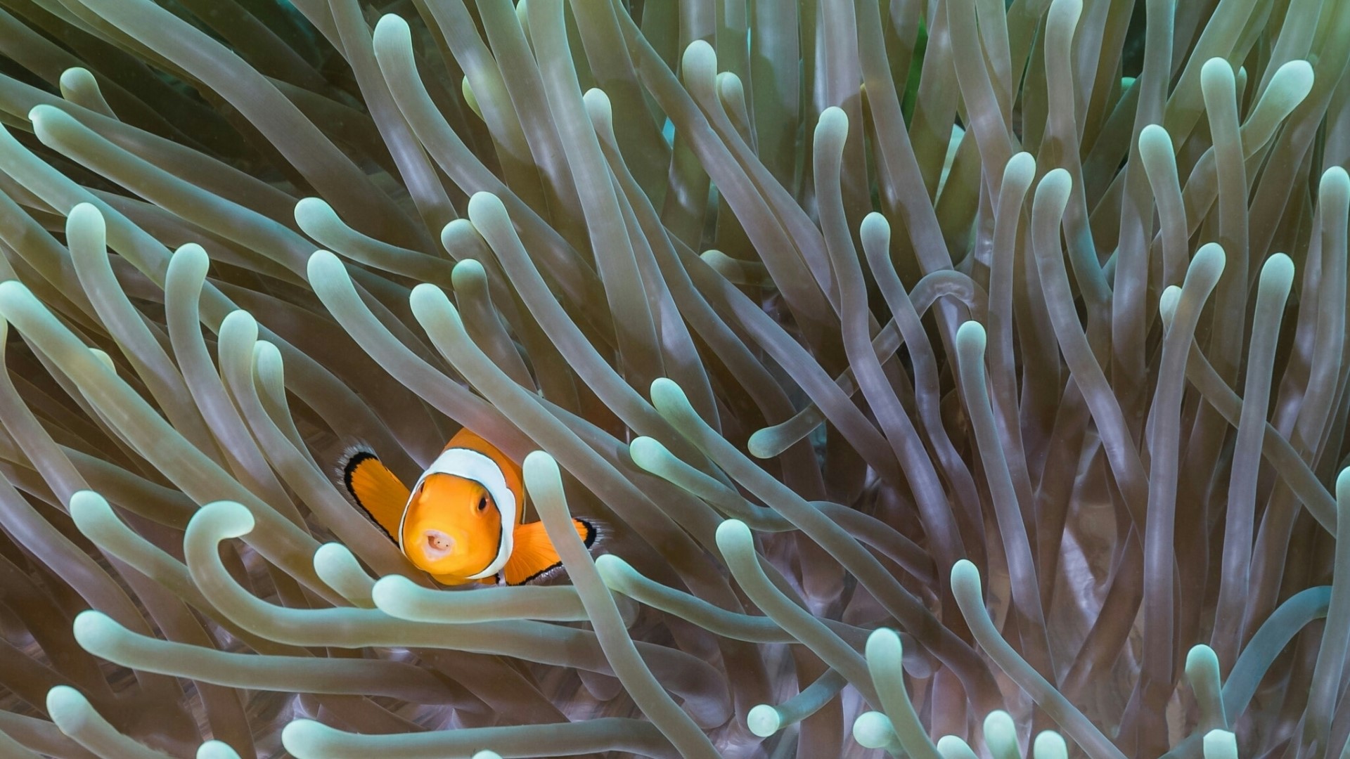 Clownfish in Sea Anemone HD Wallpaper