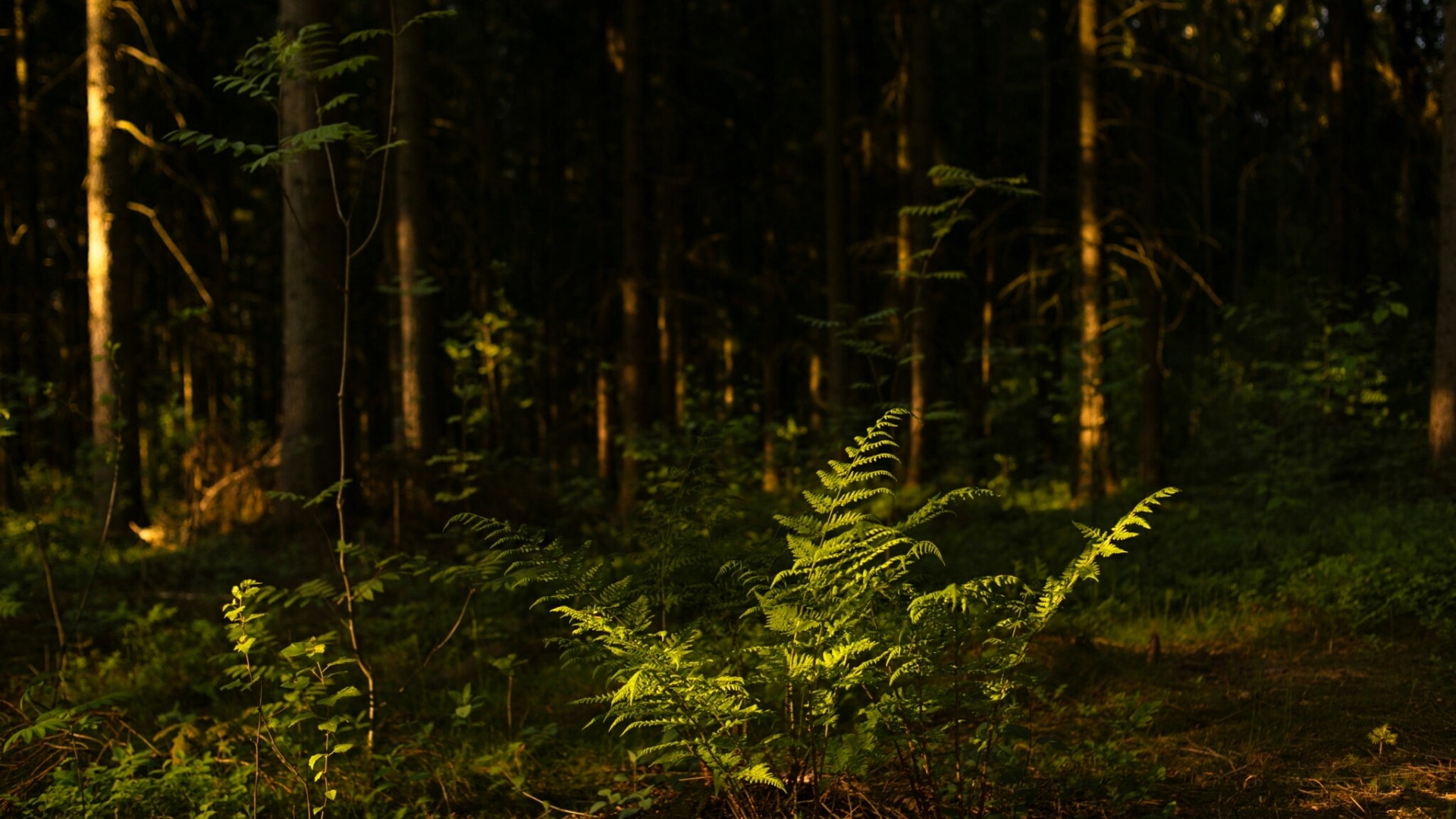 Sunlight filtering through a dense forest with ferns HD Wallpaper