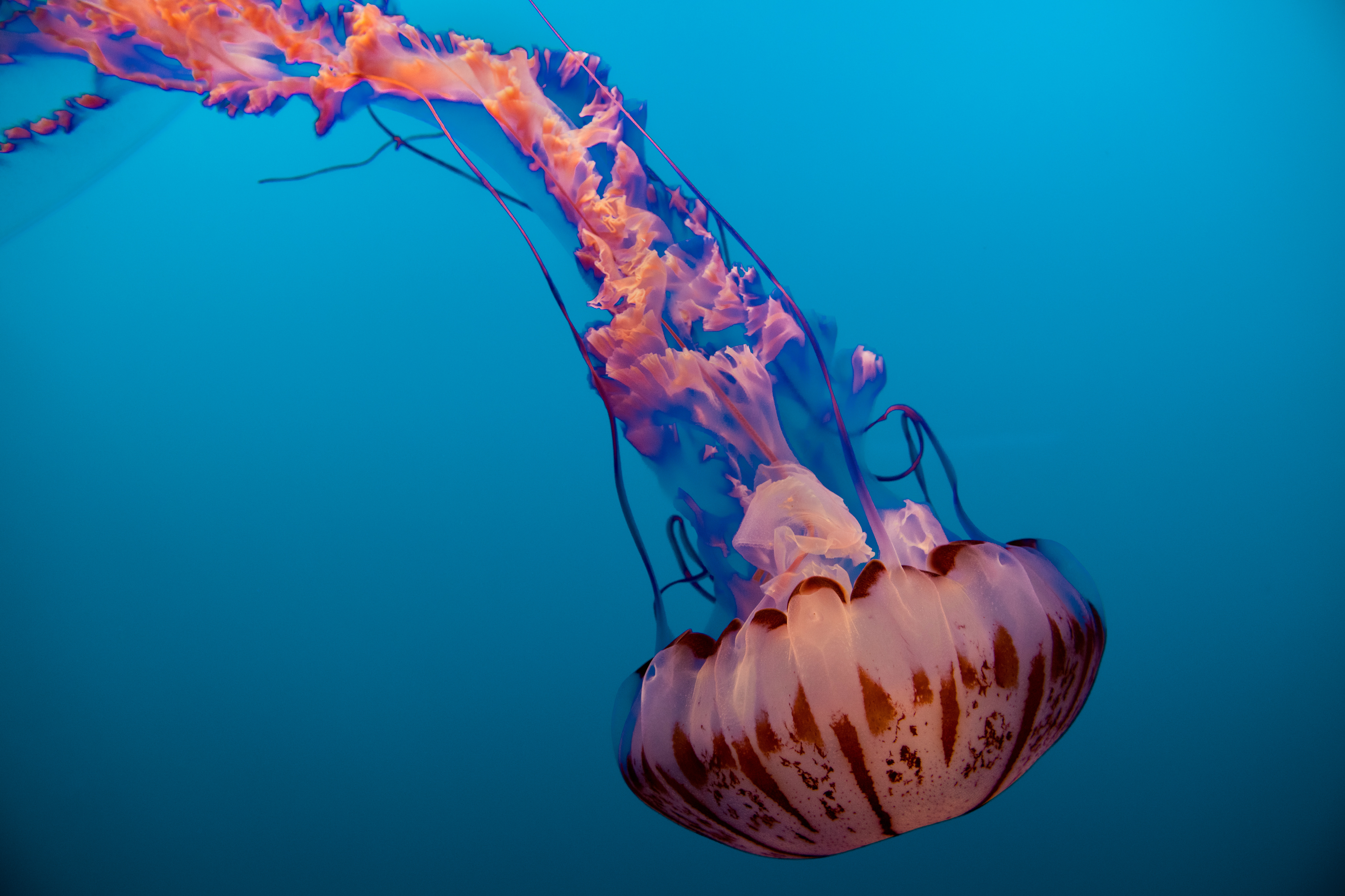 Pacific Sea Nettle Jellyfish at Monterey Bay Aquarium HD Wallpaper
