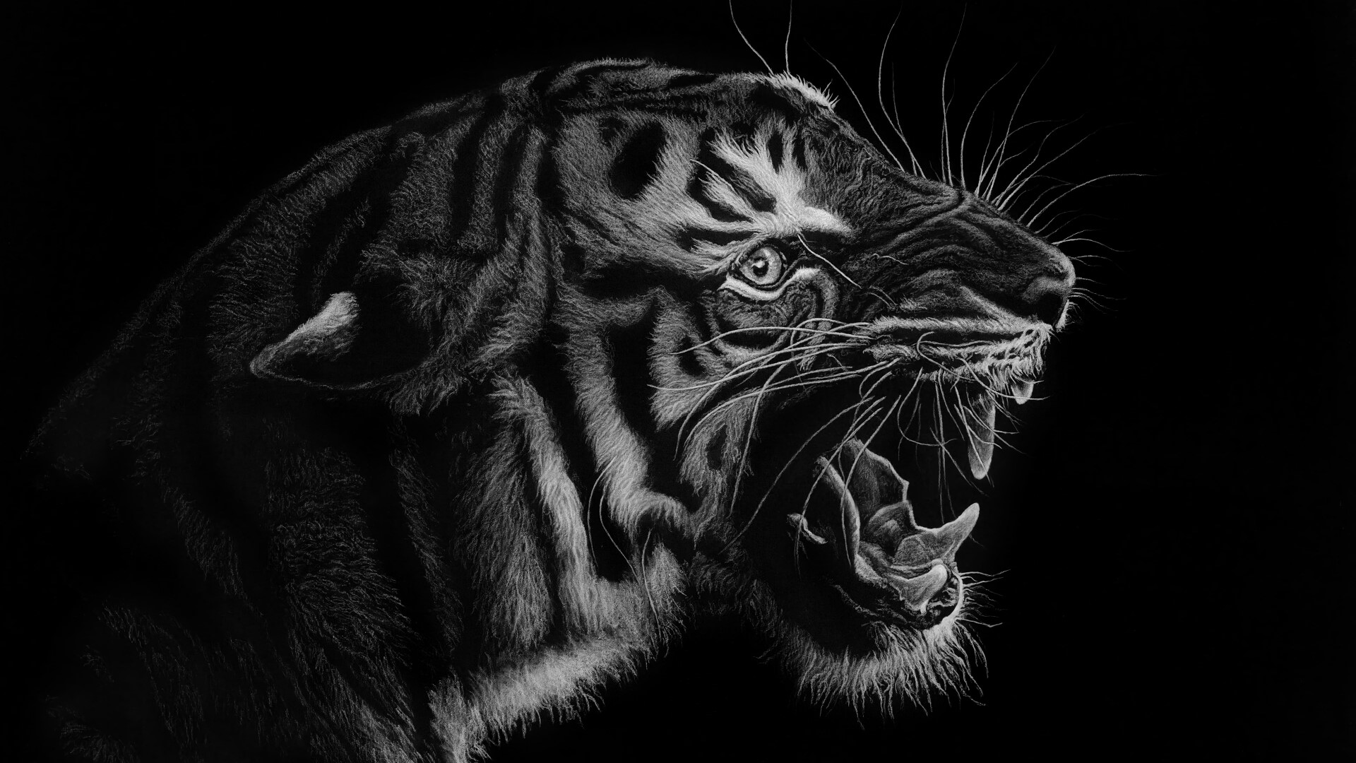 Tiger roaring with mouth open HD Wallpaper