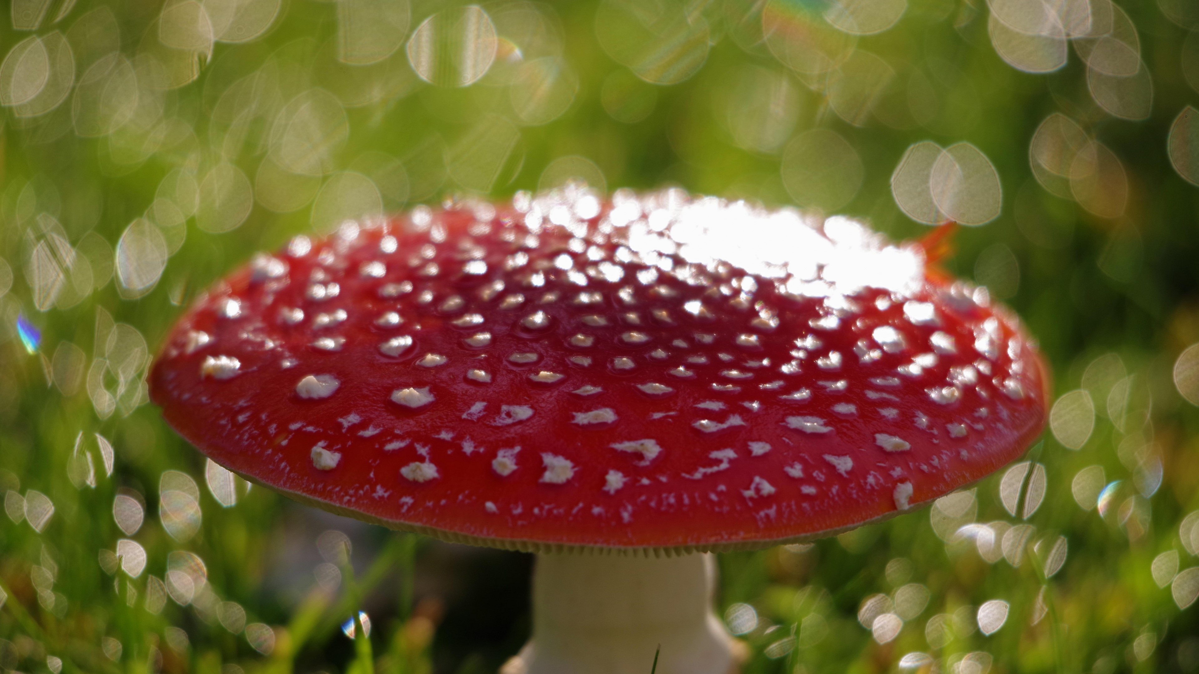 4K Fly Agaric Mushroom HD Wallpaper