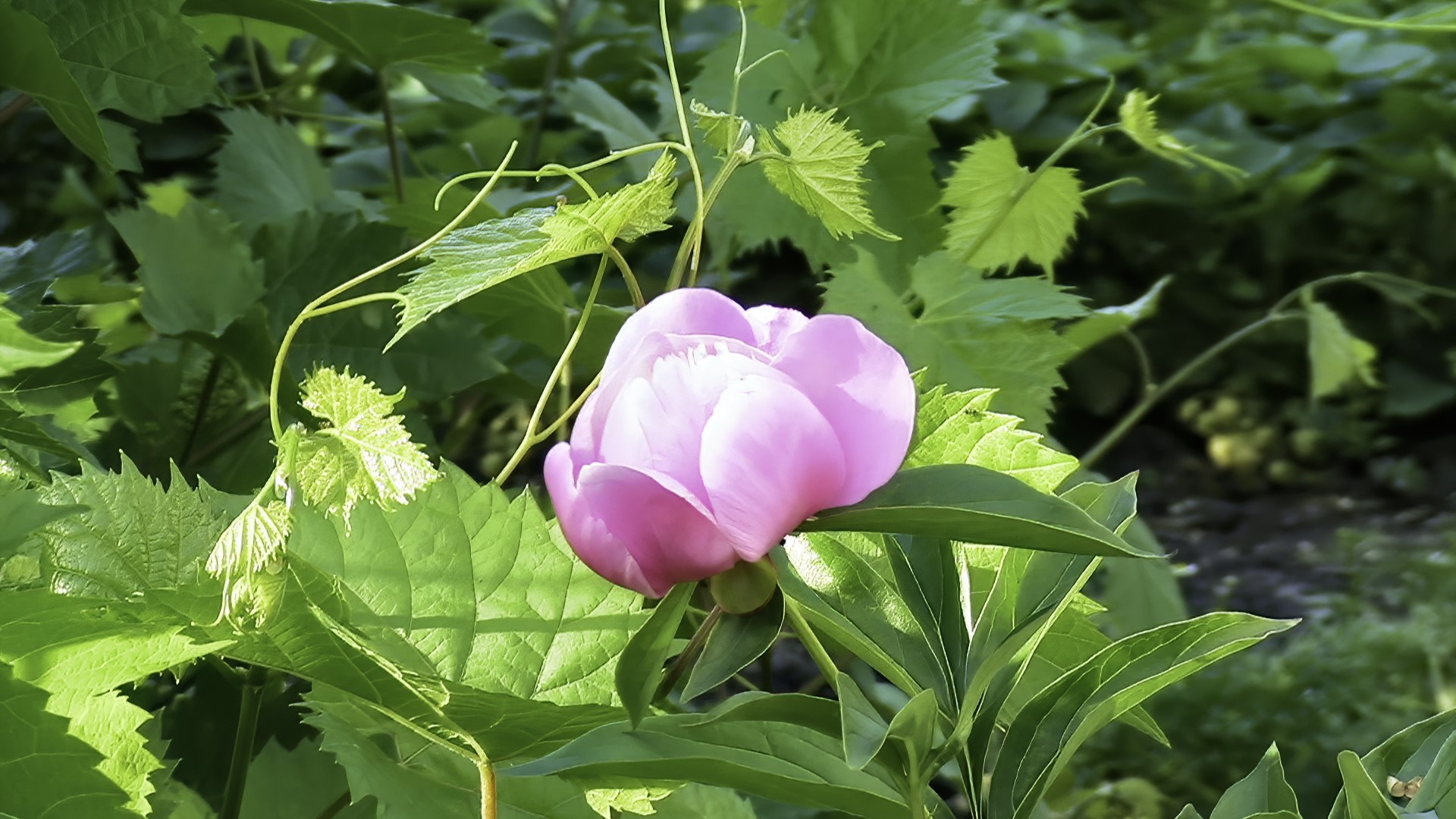 Pink Peony bud surrounded by green leaves HD Wallpaper
