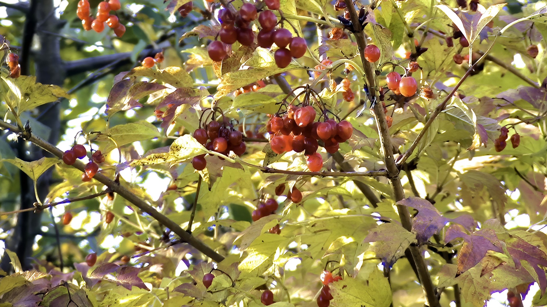 Clusters of red berries on a tree in autumn HD Wallpaper