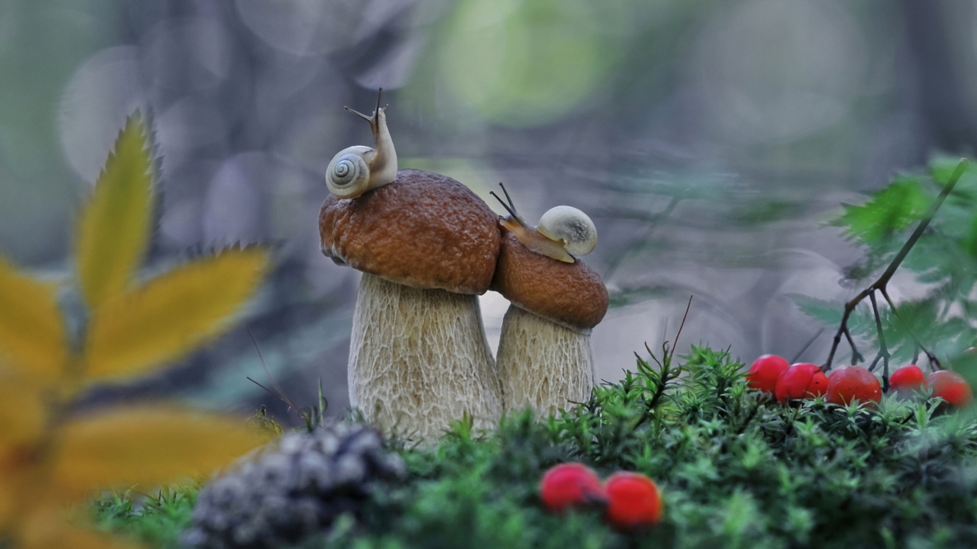 Two snails on mushrooms in a forest HD Wallpaper