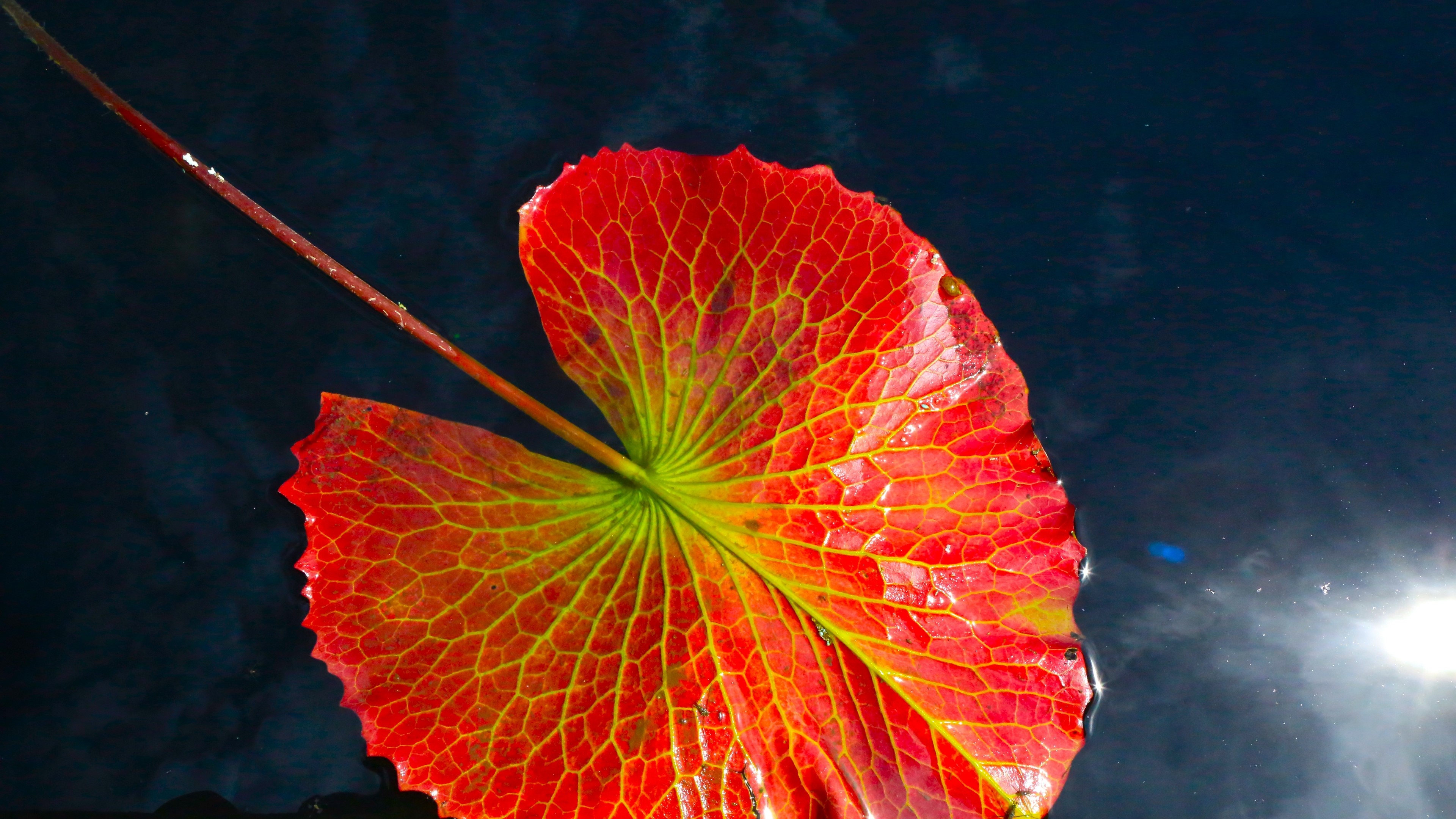 Red and green lily pad leaf floating on dark water HD Wallpaper