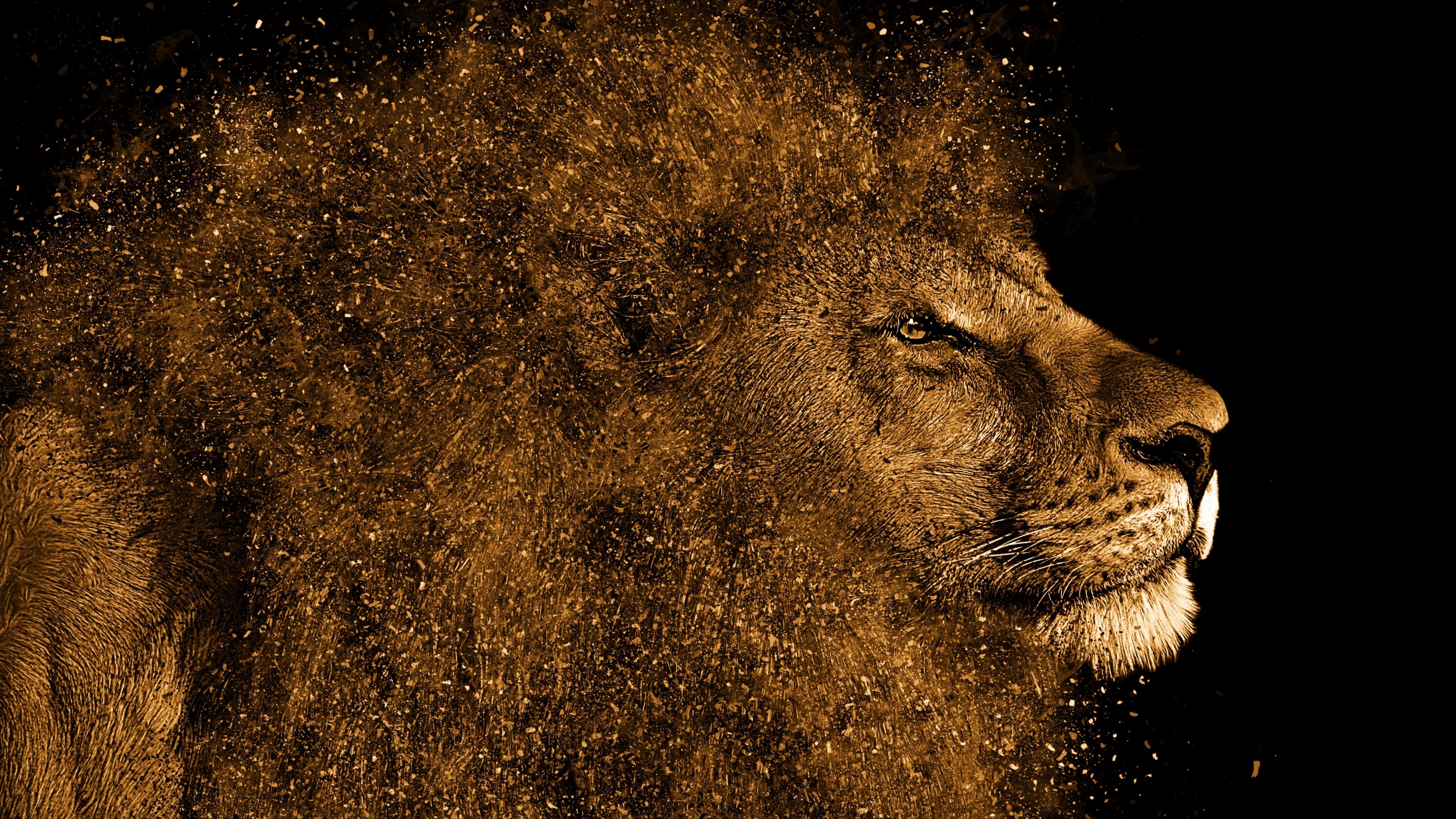 4K Lion profile with particle effect HD Wallpaper