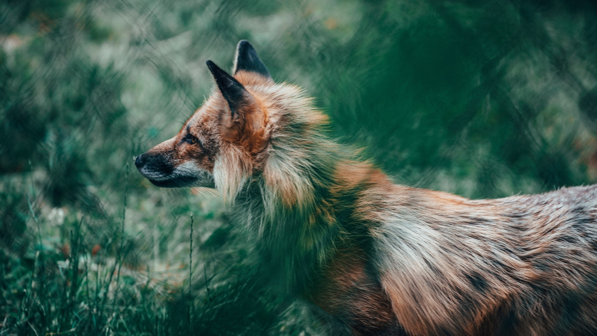 A fox in tall grass HD Wallpaper