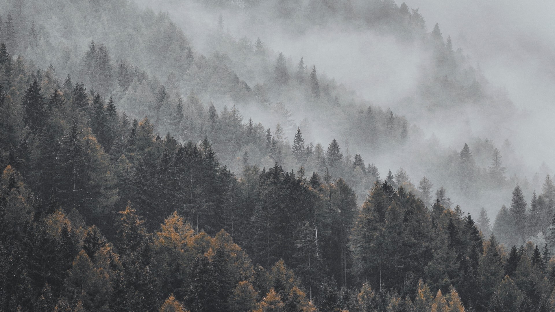 Misty Forest Landscape HD Wallpaper