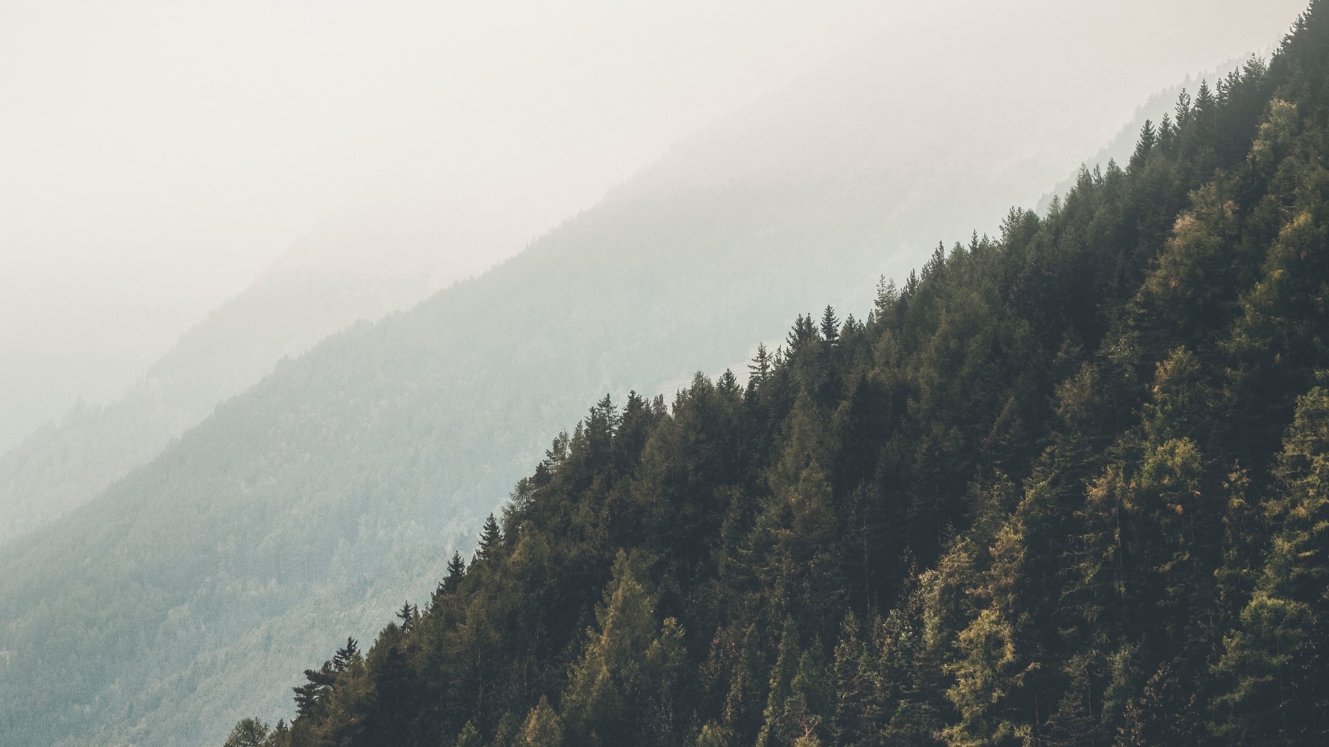 Misty Mountains with Pine Forest Slope HD Wallpaper