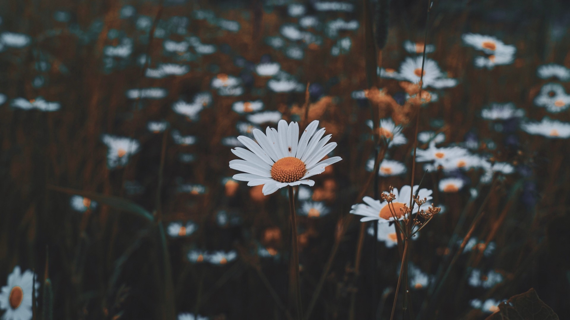 Field of Chamomile Flowers HD Wallpaper