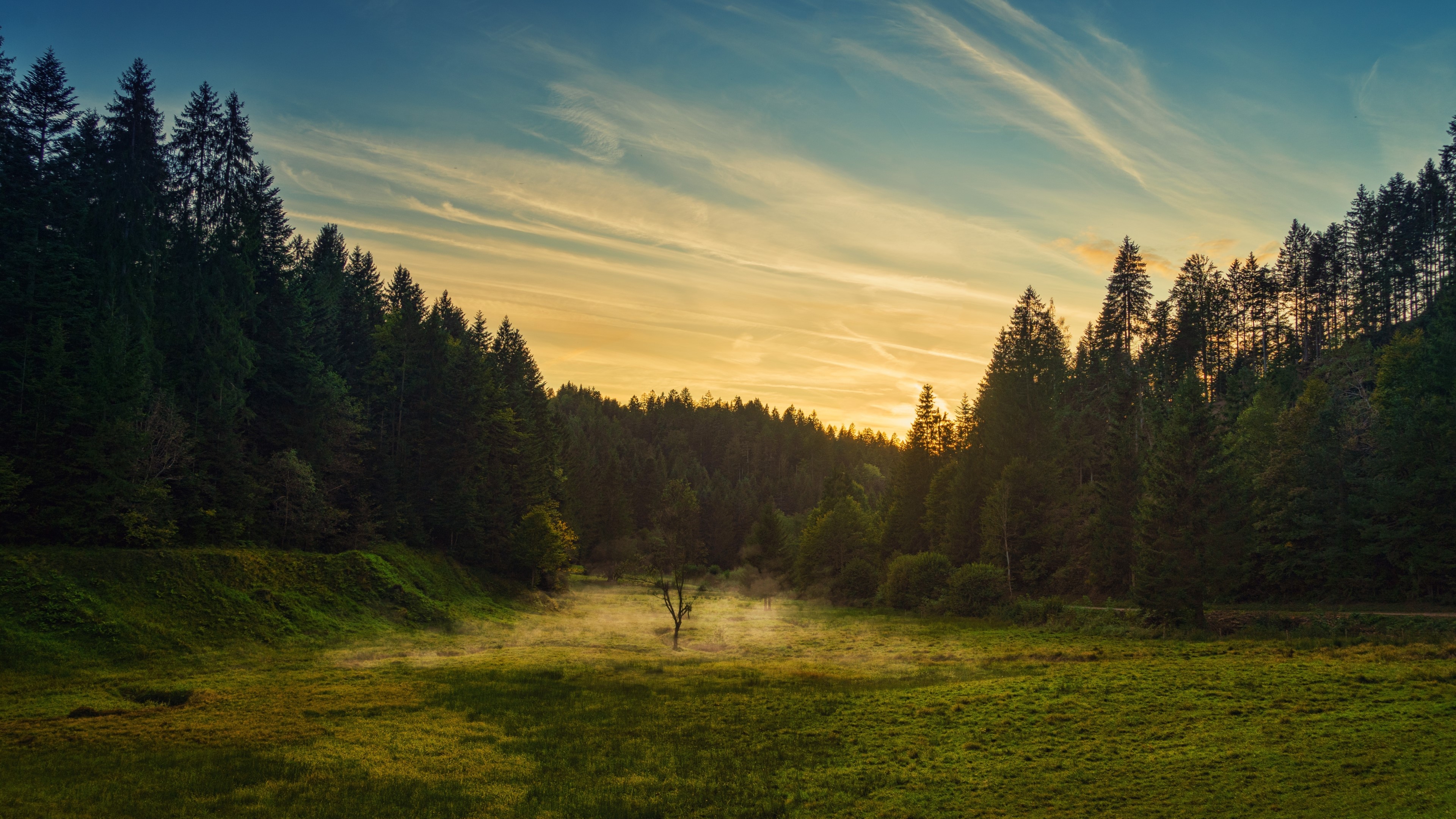 4K Nature Landscape with Forest and Meadow HD Wallpaper