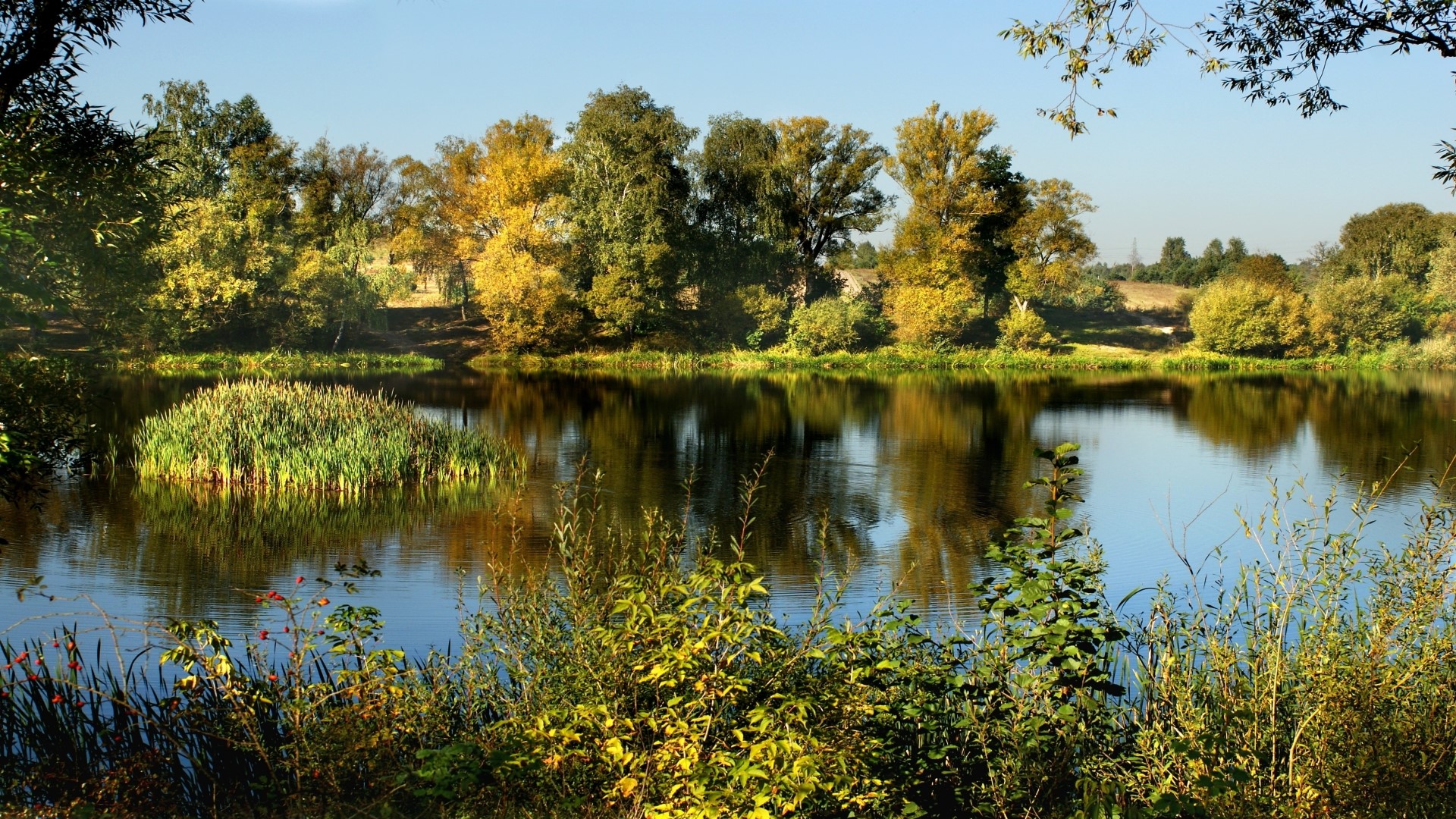 Autumn lake with trees and reeds HD Wallpaper