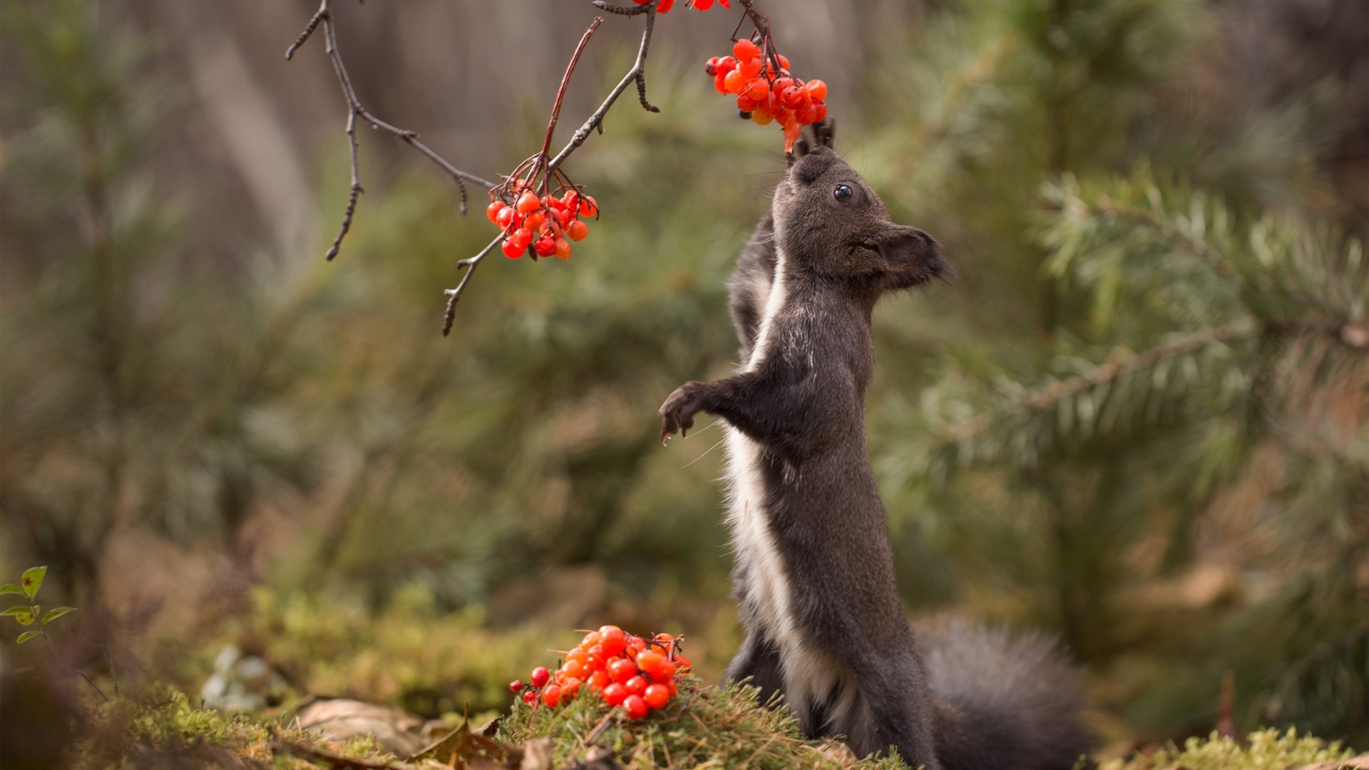 Squirrel eating red berries in a forest HD Wallpaper