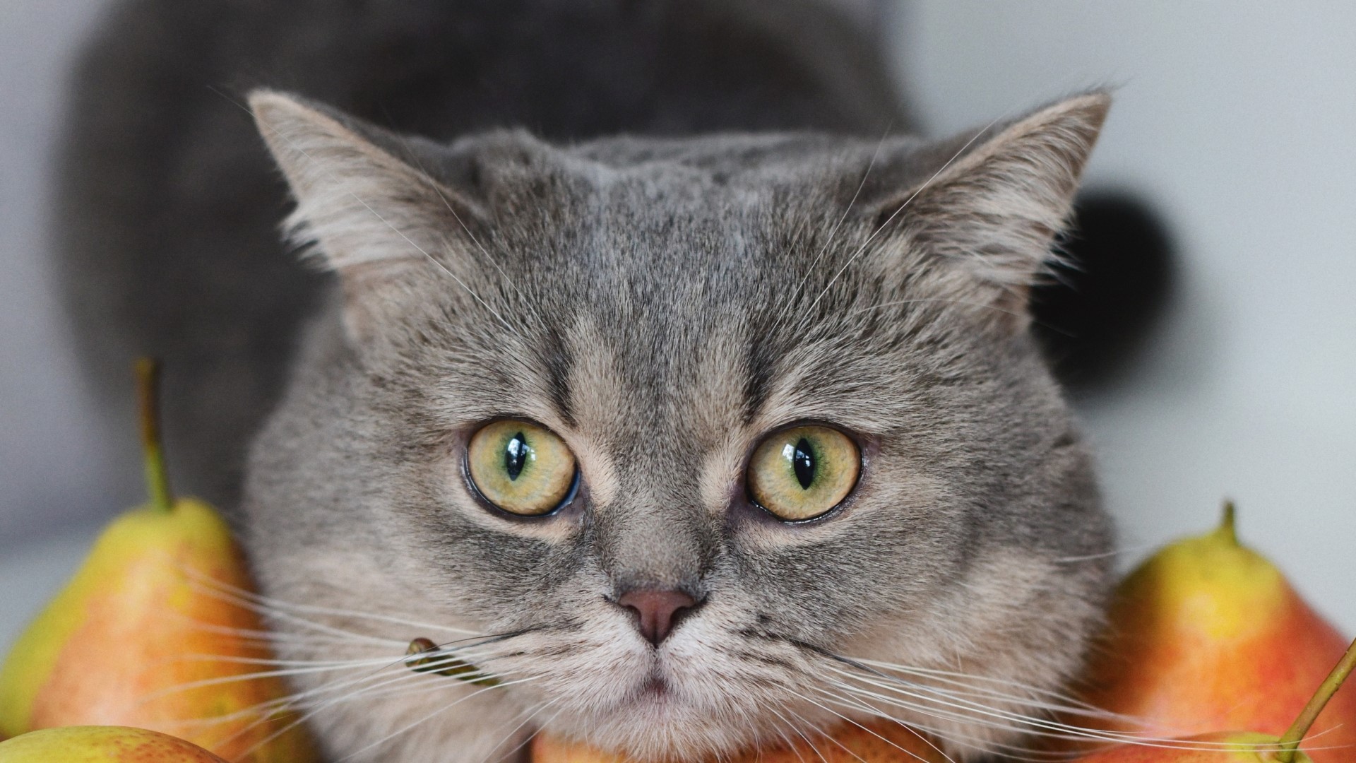 Close-up of a grey cat with pears HD Wallpaper