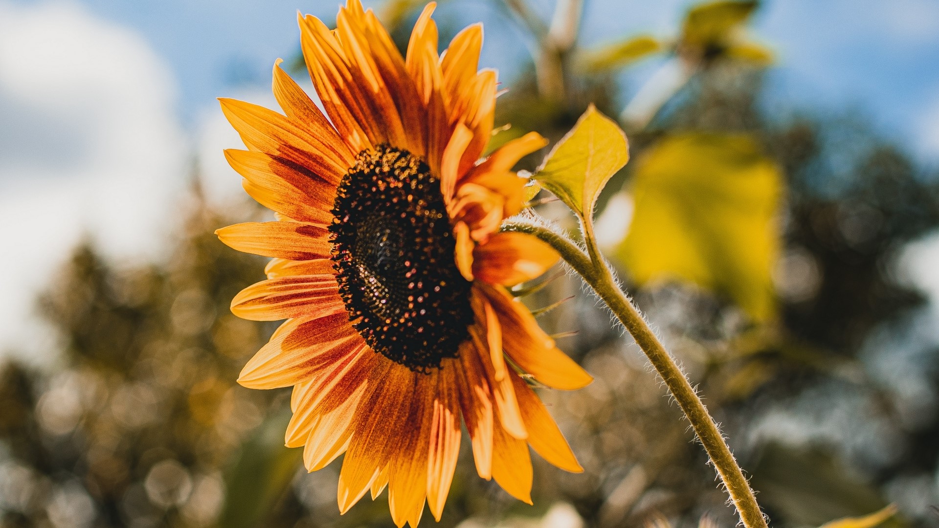 Close-up of a vibrant sunflower HD Wallpaper