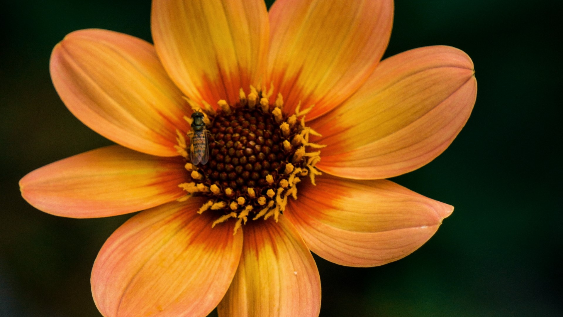 Close-up of an orange dahlia with a bee HD Wallpaper