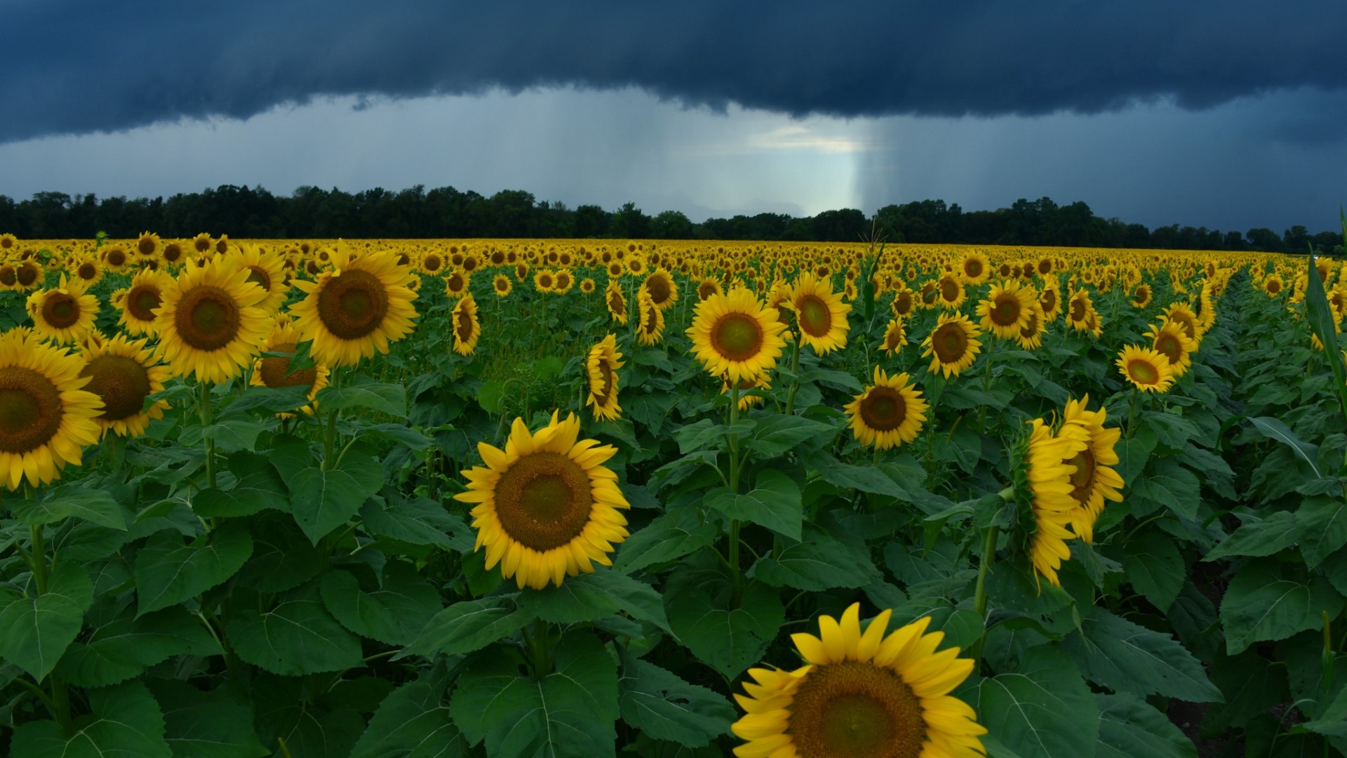 Field of sunflowers under a stormy sky HD Wallpaper