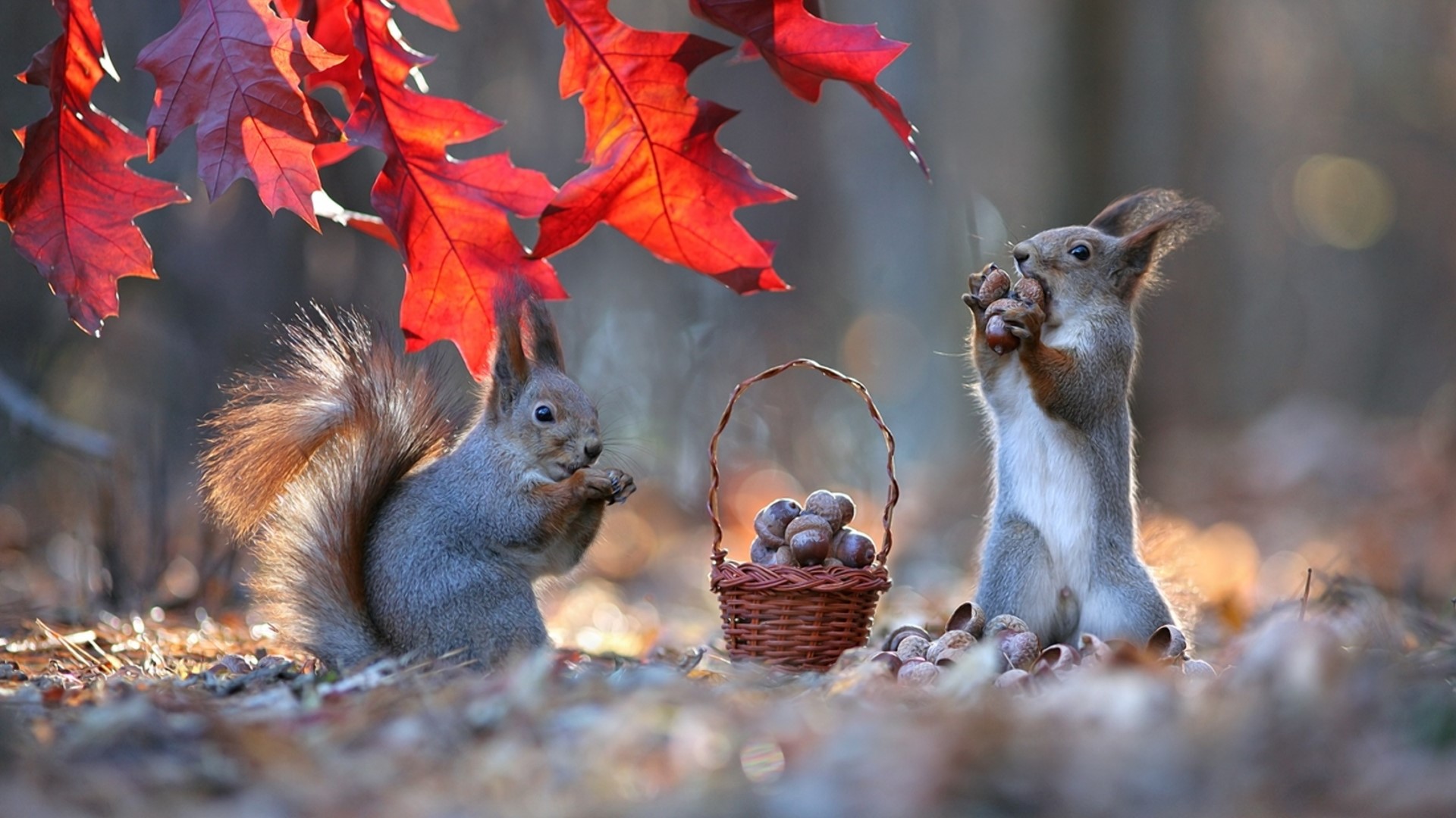 Two squirrels with acorns in autumn forest HD Wallpaper