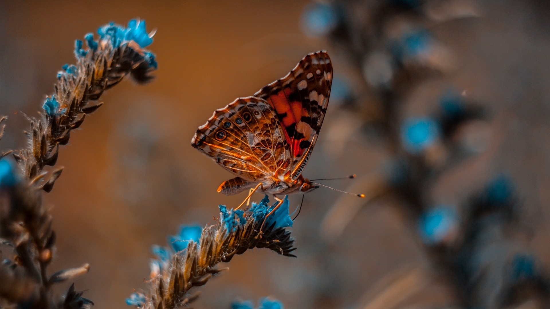 Butterfly on a blue flower HD Wallpaper