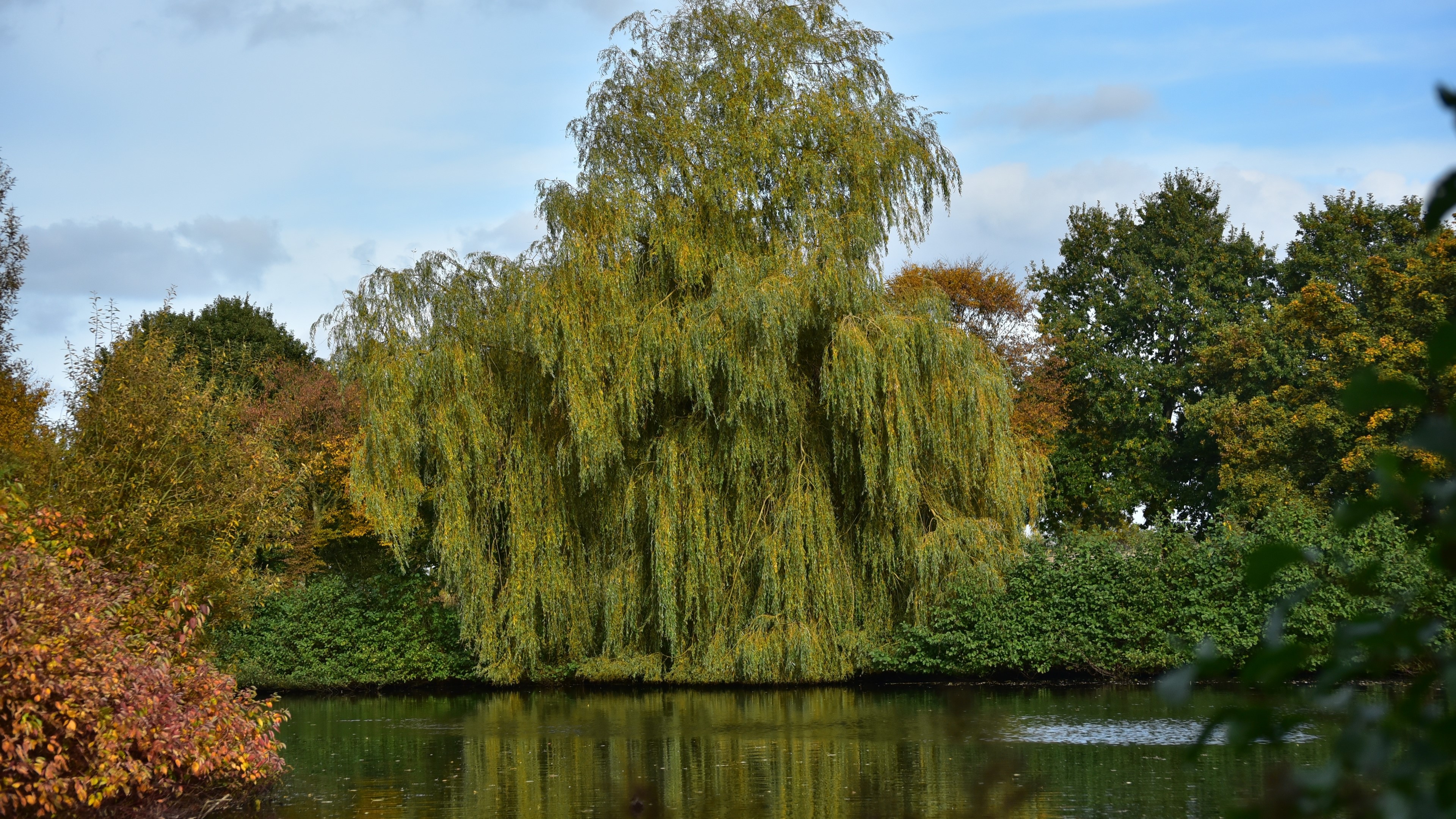 4K Scenery of a Weeping Willow by a Lake HD Wallpaper