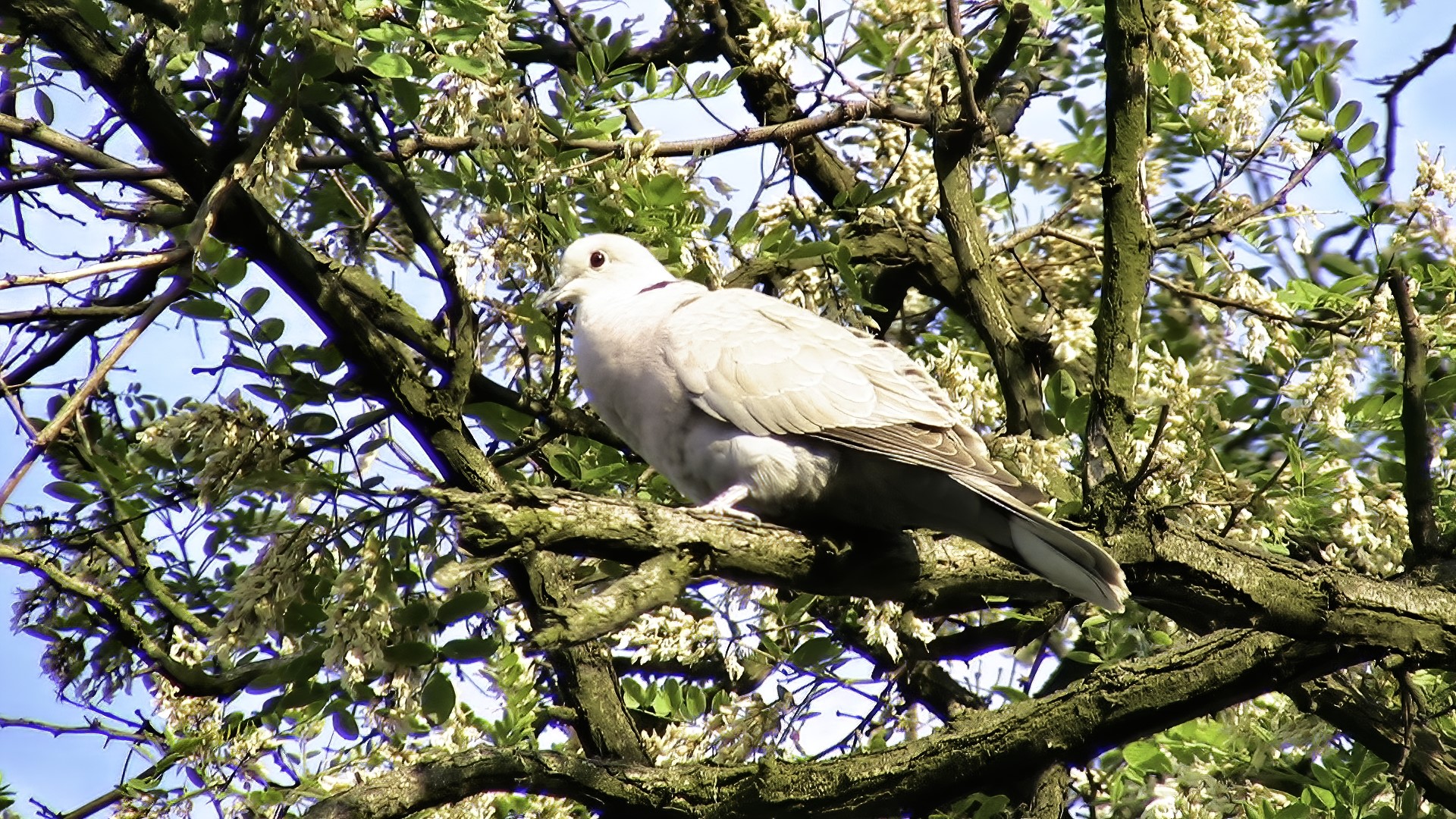 A light gray dove perched on a tree branch HD Wallpaper