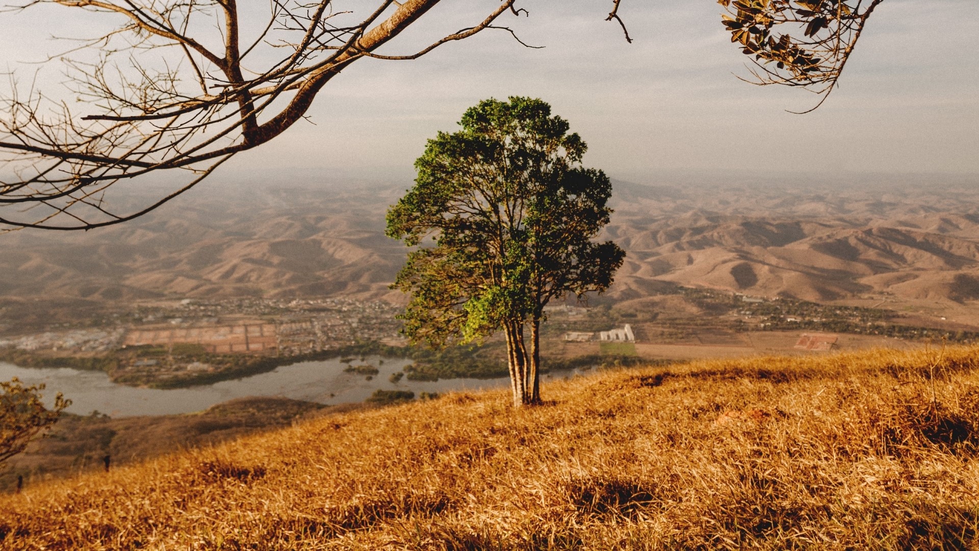 Tree on a hill overlooking a valley HD Wallpaper